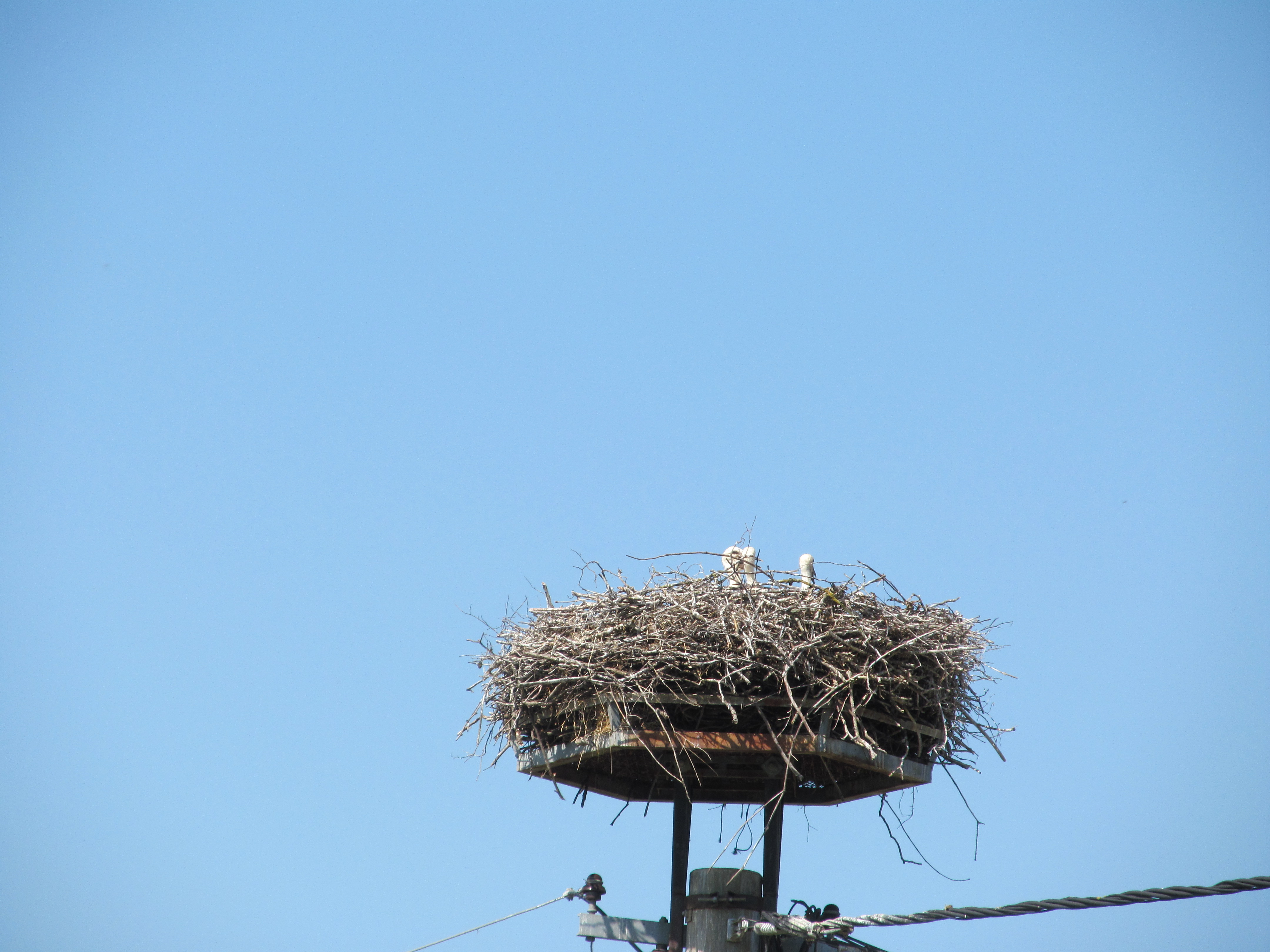 Animal White Stork 4320x3240