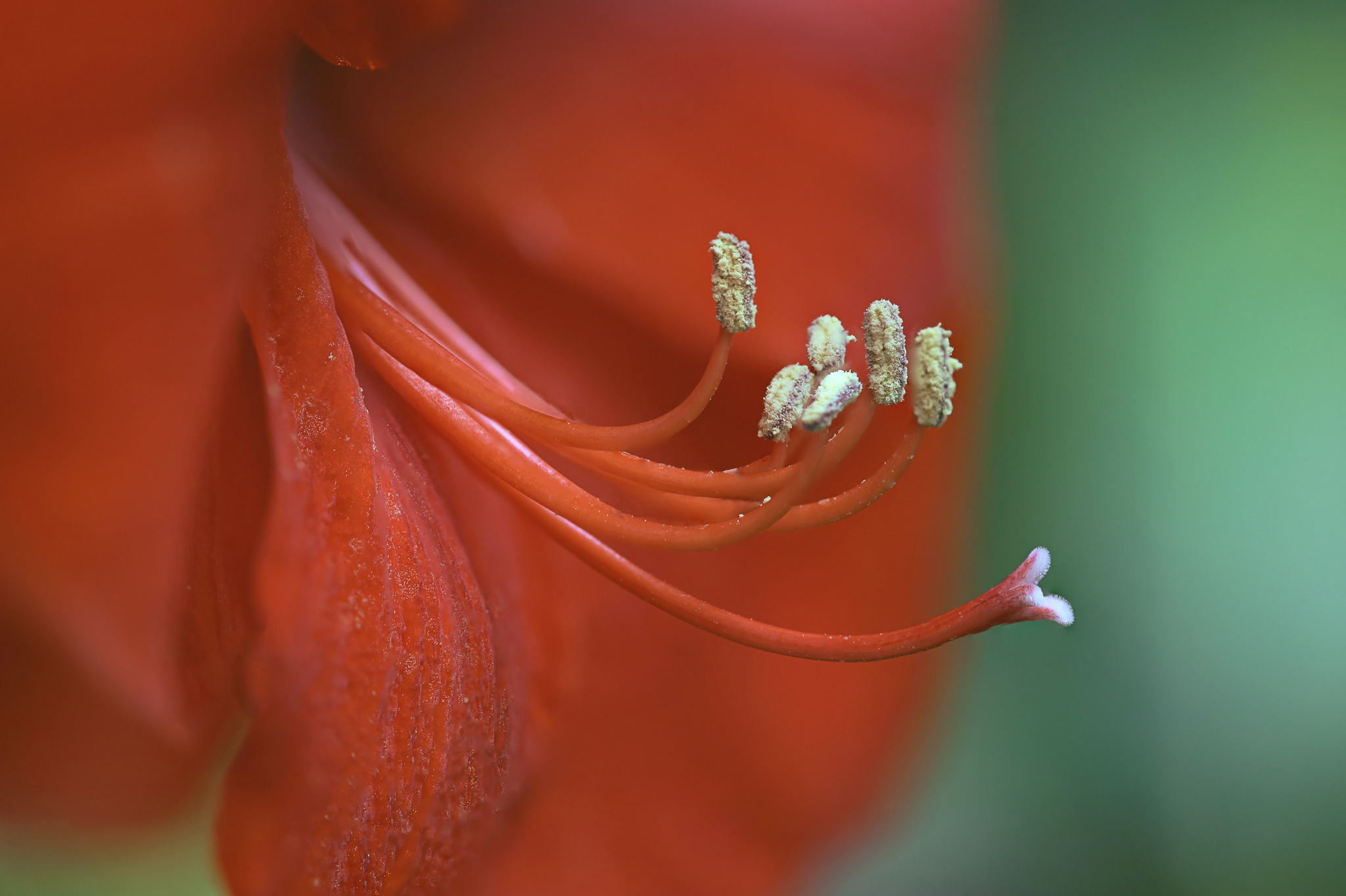 Amaryllis Nature Flower Red Flower Blur 2048x1365