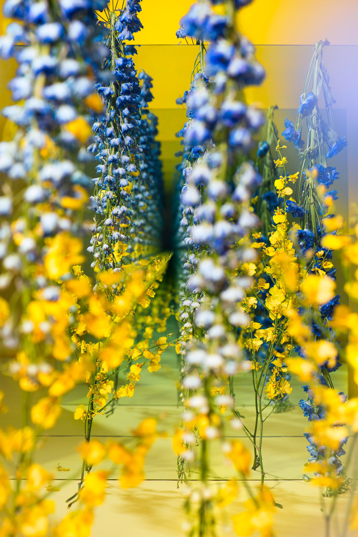 Photography Closeup Portrait Display Flowers Mirror Reflection Infinity Art Installation Wood Depth  1248x1870