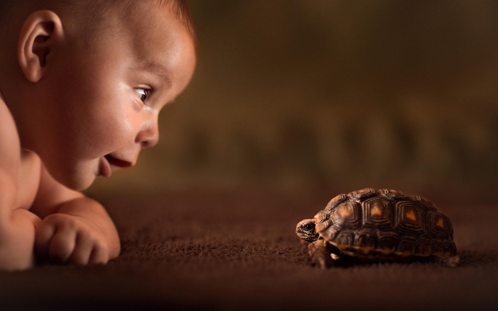 Baby Animals Tortoises 1680x1050