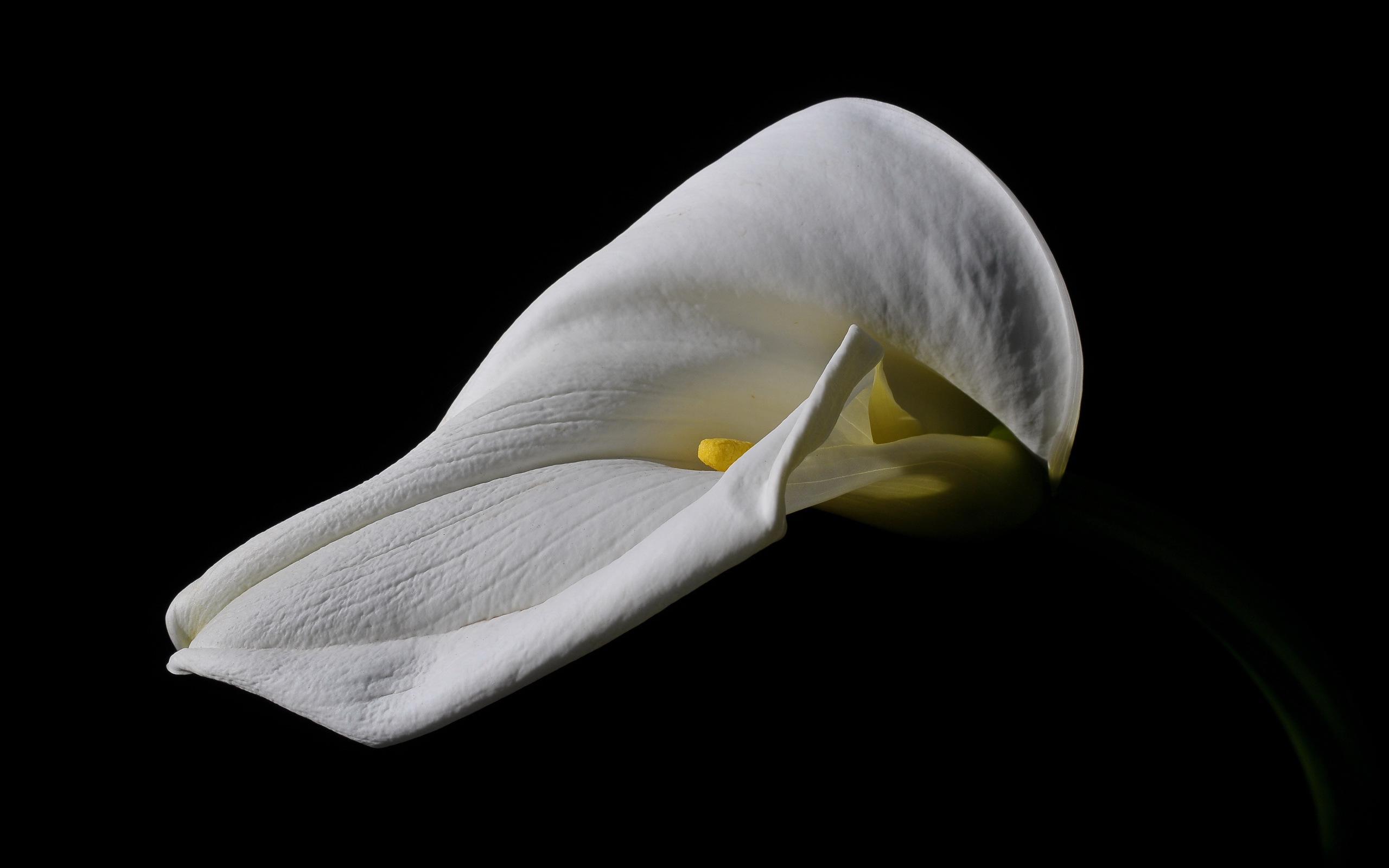 Calla Lily Flower 2560x1600