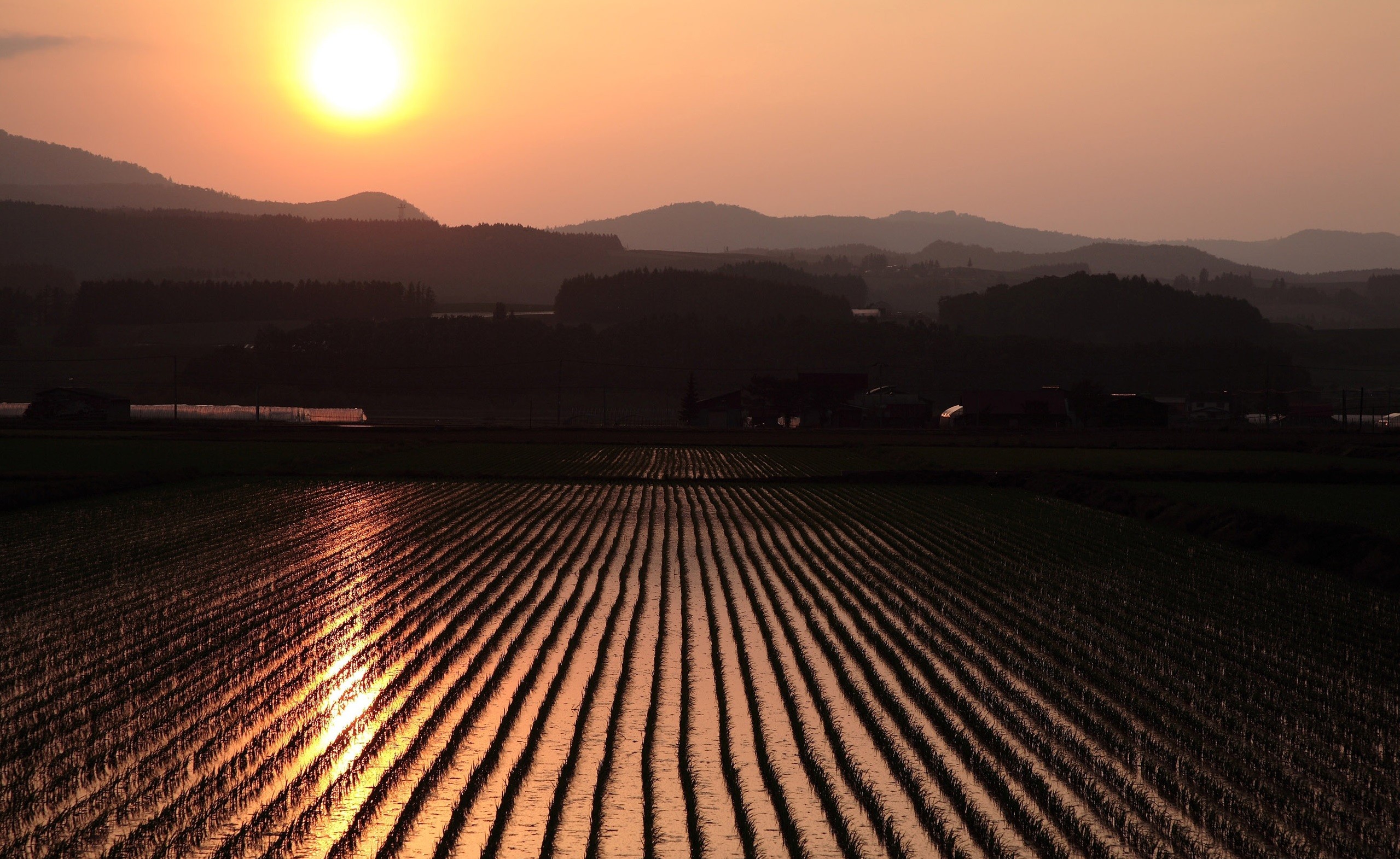Photography Landscape Nature Field Sunset Rice Paddy 2559x1571