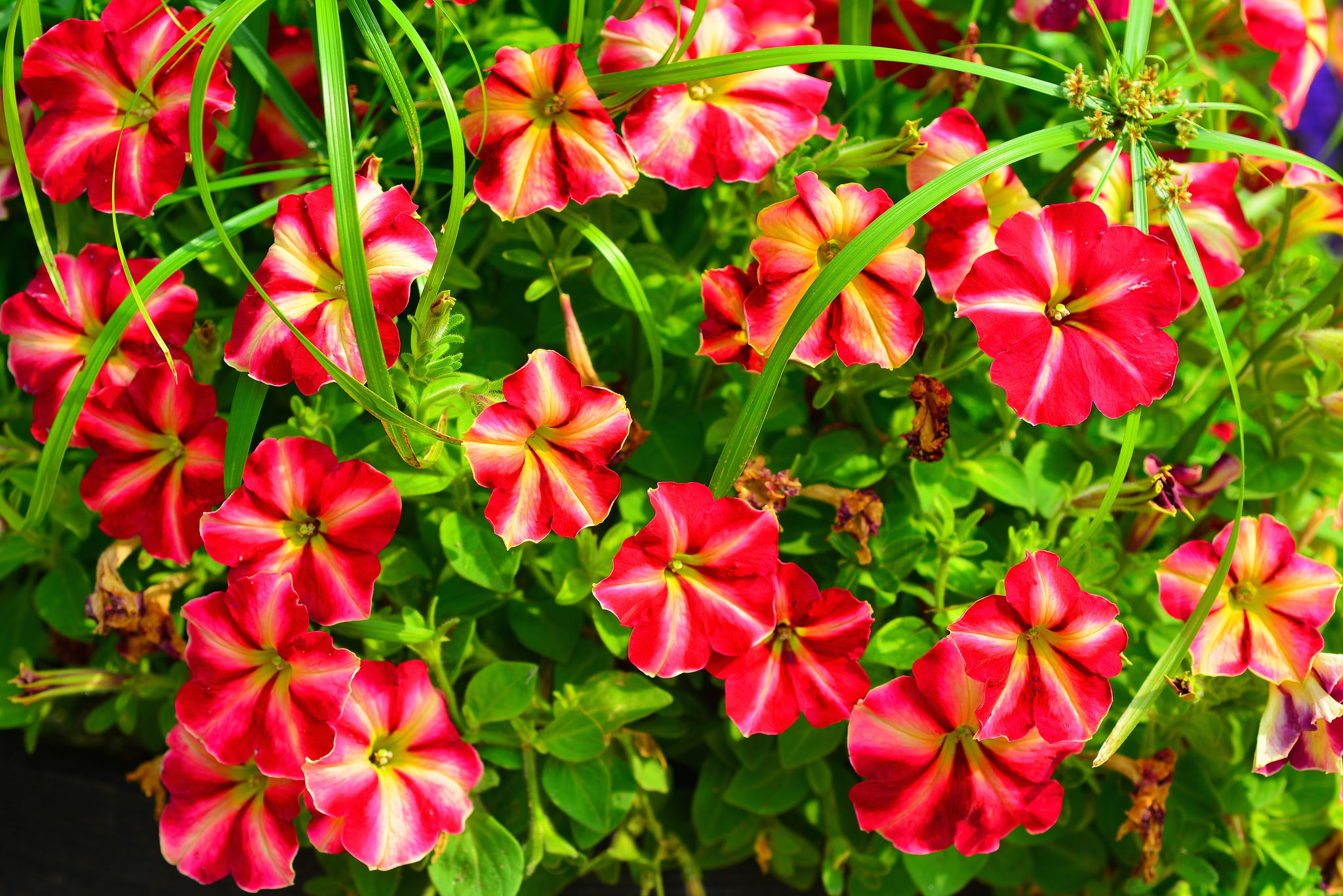 Petunia Nature Flower Red Flower 2048x1368