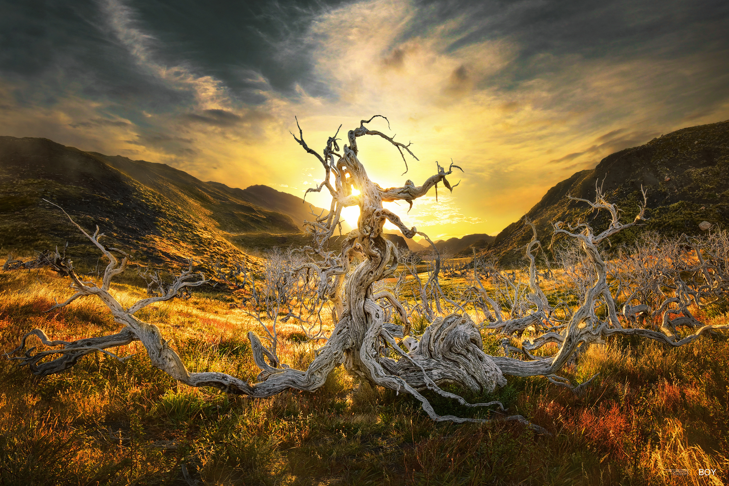 Sun Sunrise Tree Dead Tree Hill Landscape Chile Patagonia 2400x1600