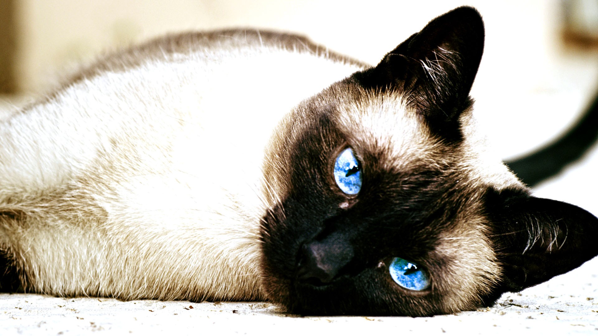 Cats Siamese Cats Animals Blue Eyes 1920x1080
