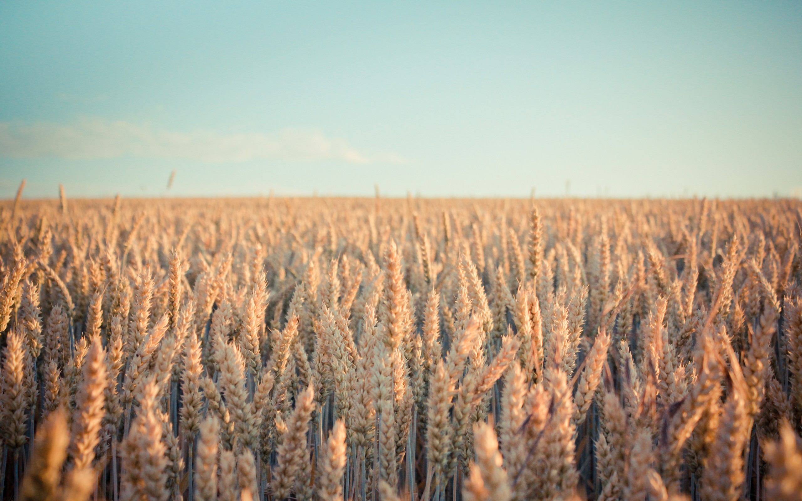Landscape Spikelets Plants Field Nature Depth Of Field Wheat Bright Sunlight 2560x1600