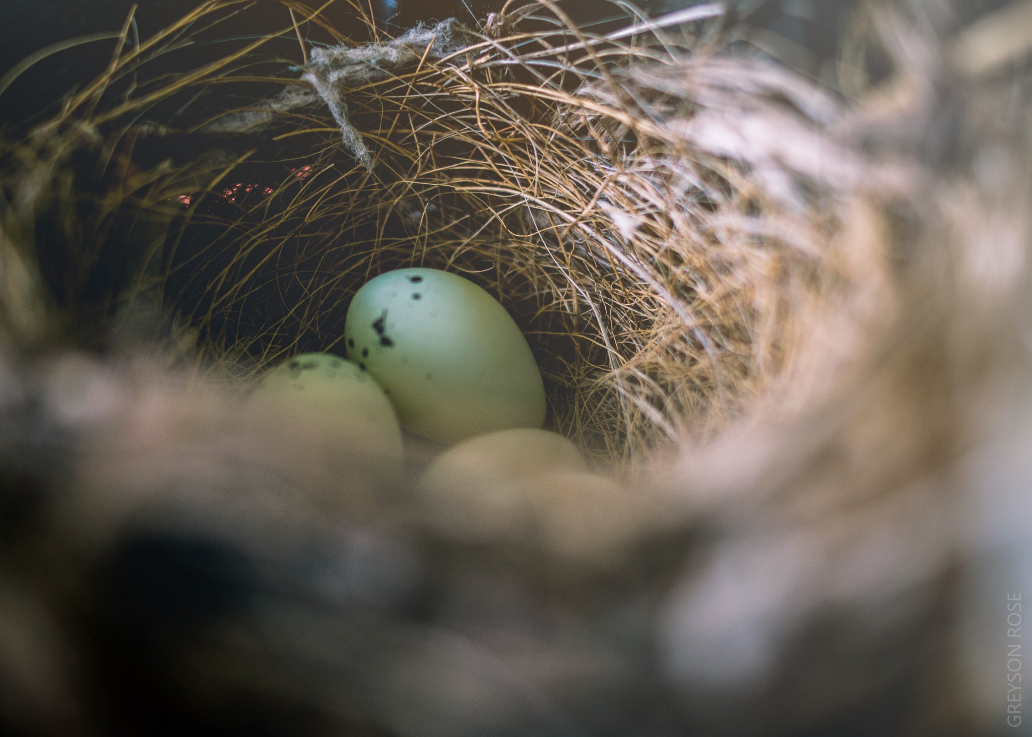 Macro Nests Eggs 2048x1463