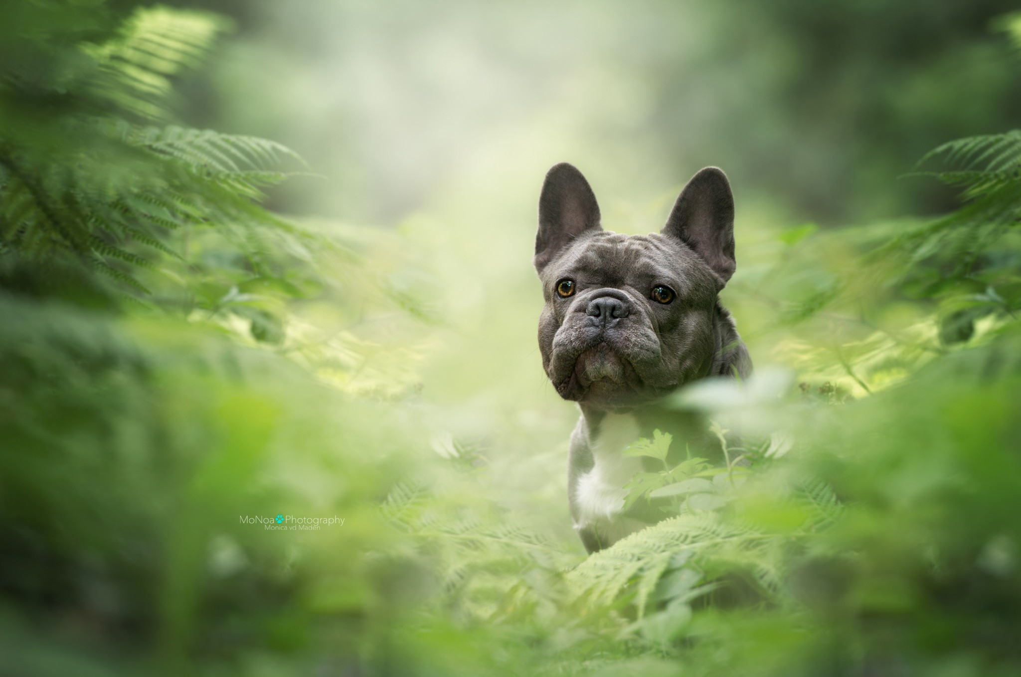 Photography Nature Dog Plants Looking At Viewer Pet Animals Black Bulldog French Bulldog Good Boy 2048x1359