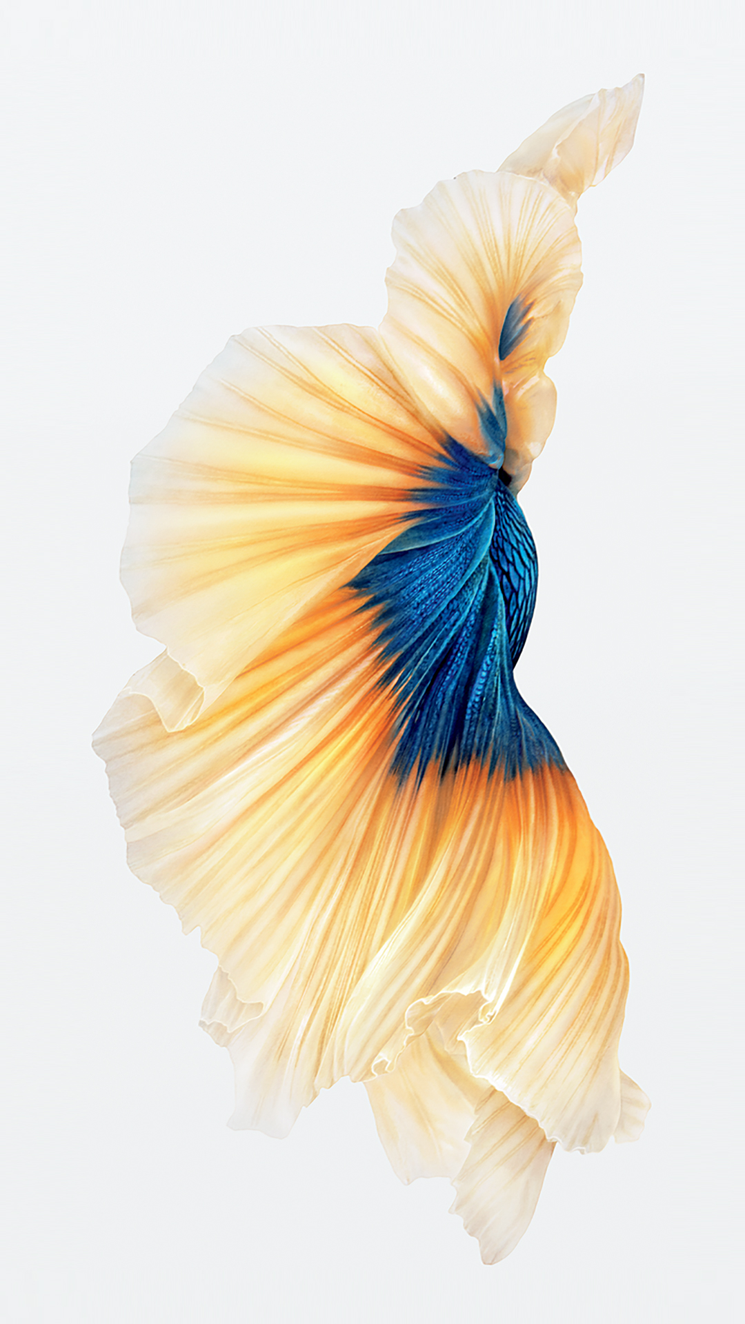 IOS Ipod IPad IPhone Siamese Fighting Fish Fish 1080x1920