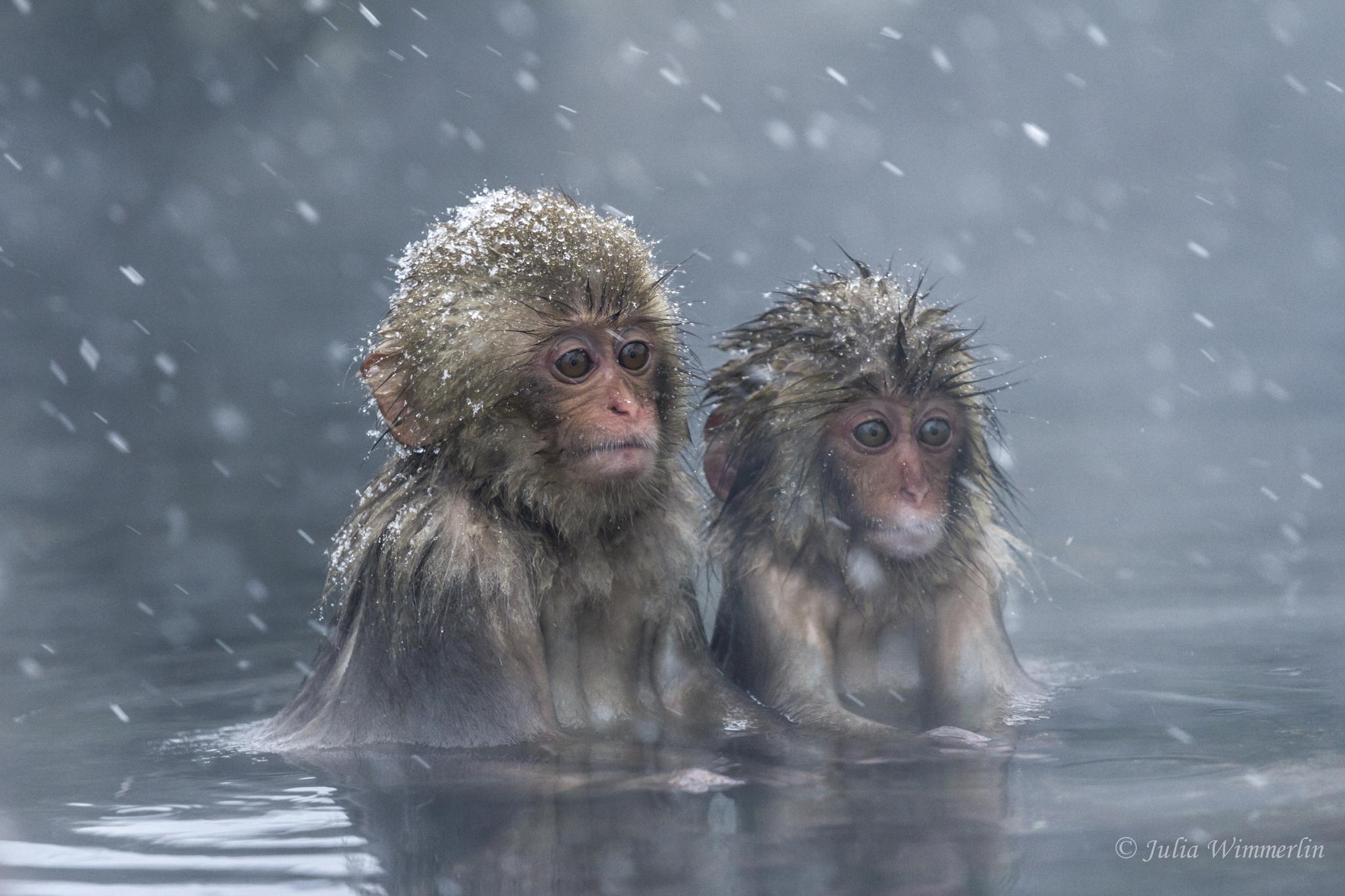 Baby Animal Animal Macaque Japanese Macaque Cute Water Snow Snowfall 2048x1365