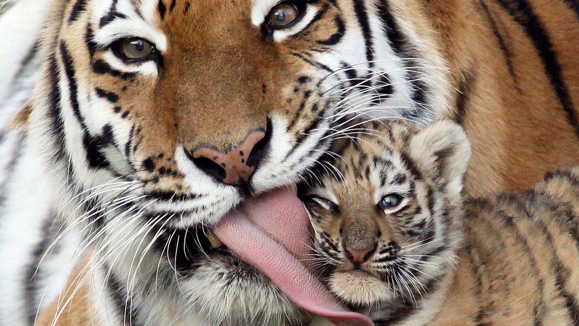 Tiger Cubs Baby Animals Animals Tongues 1920x1080