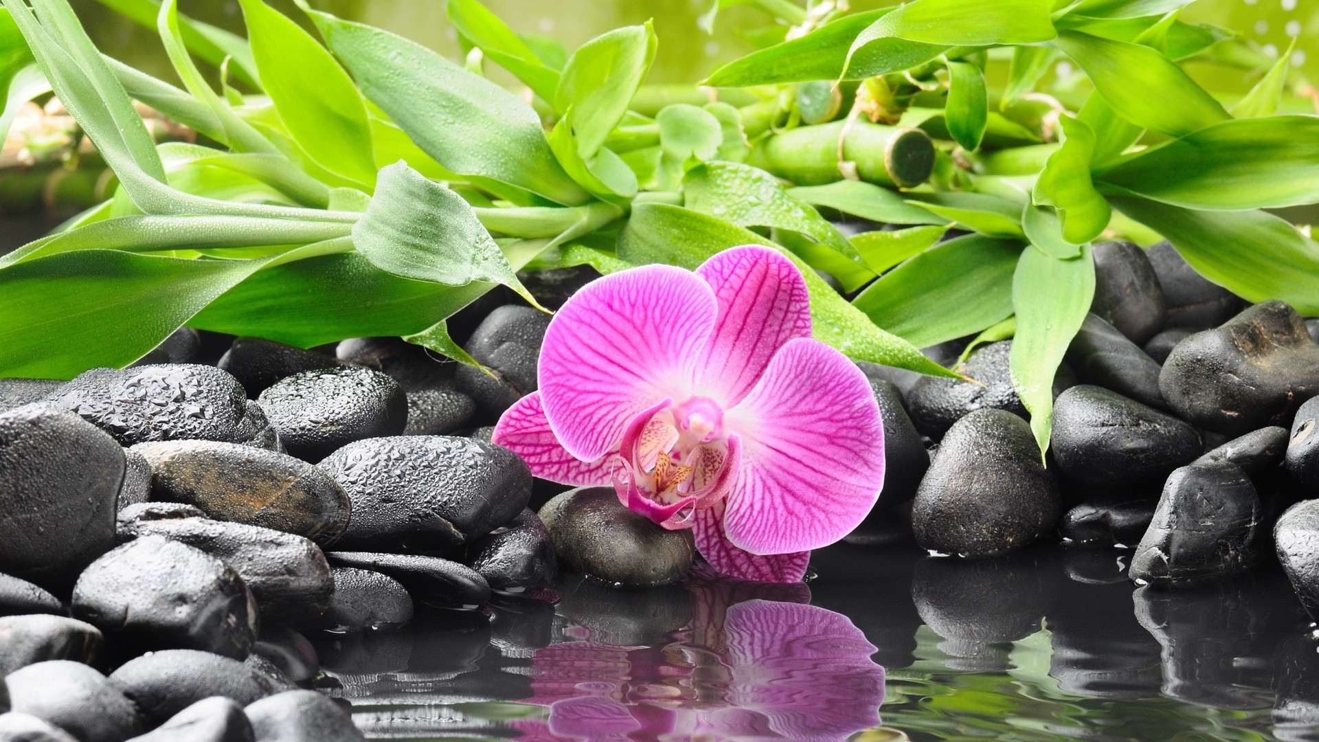 Orchids Stones Flowers Reflection 1920x1080