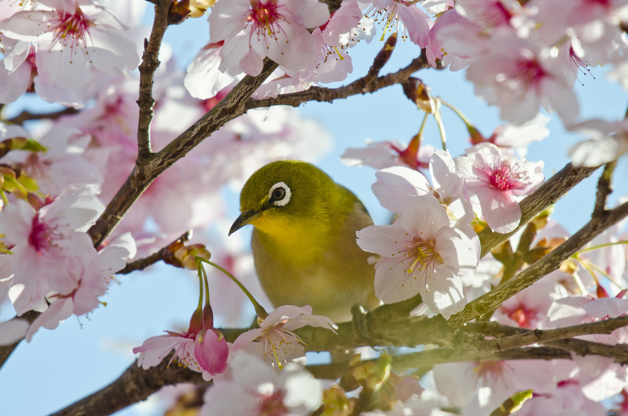 Flower Japanese White Eye Bird Sakura Passerine 2048x1356