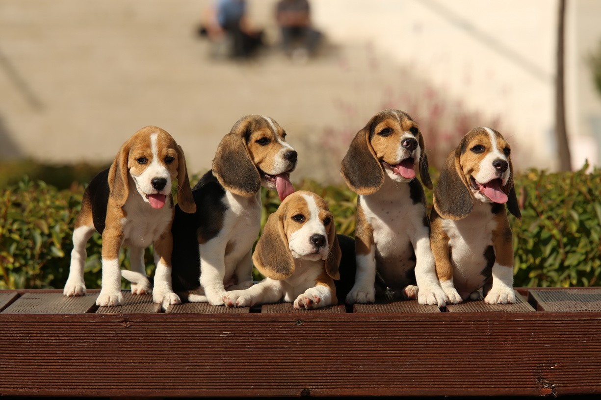 Dog Beagles Animals 1225x816