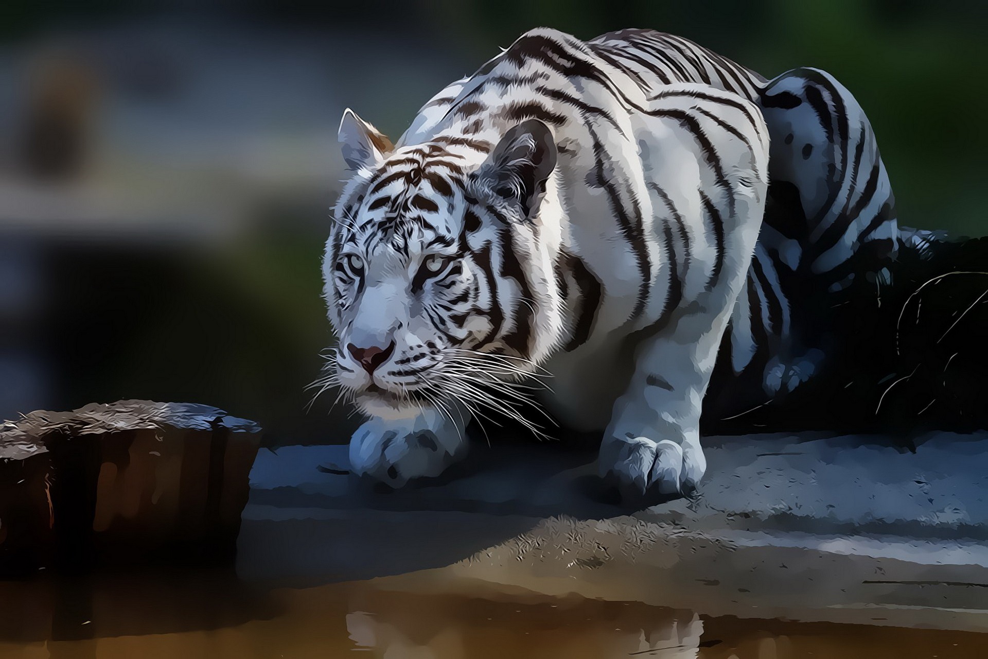 Artwork Big Cats Animals Tiger White Tigers 1920x1280