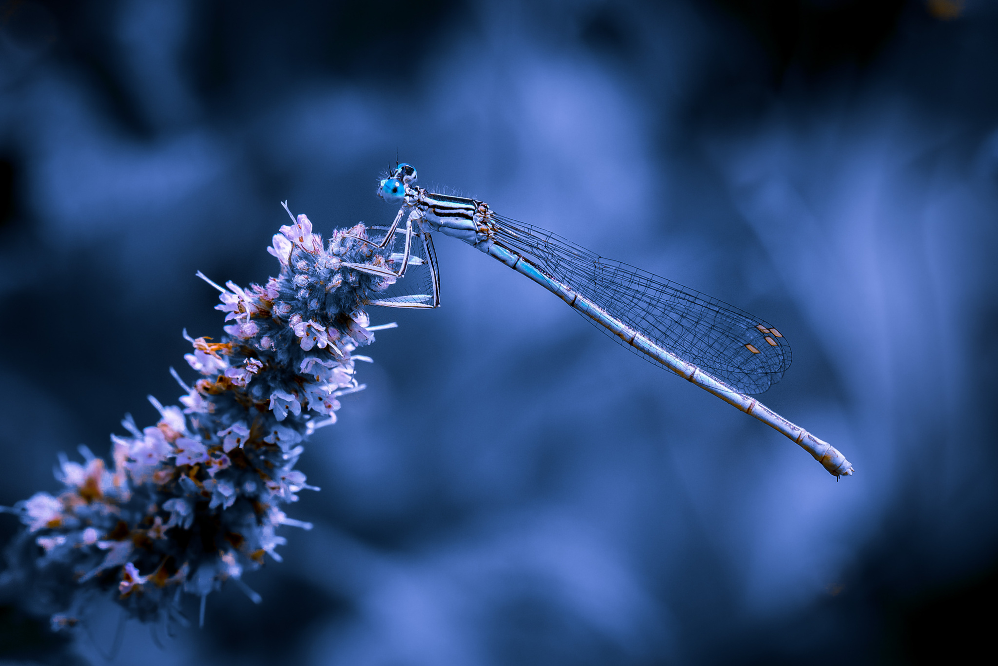 Nature White Flowers Dragonflies 2048x1366