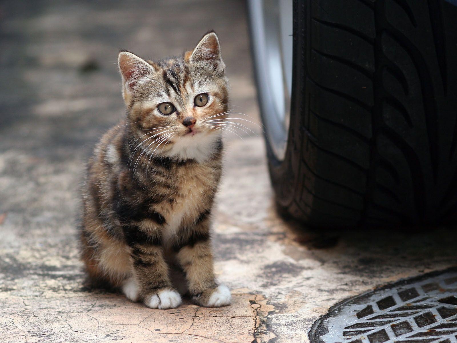 Cats Animals Kittens Car Tires 1600x1200