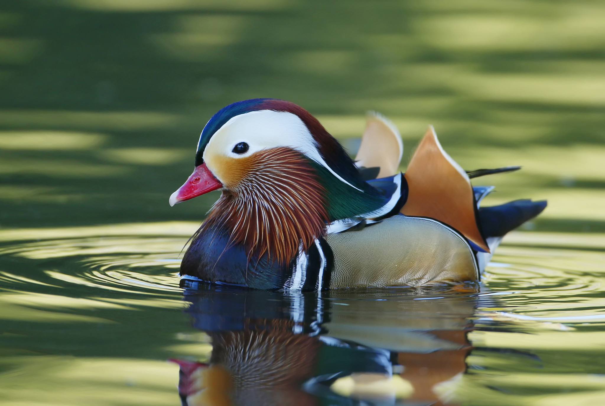 Mandarin Duck Duck Animal Bird 2048x1375