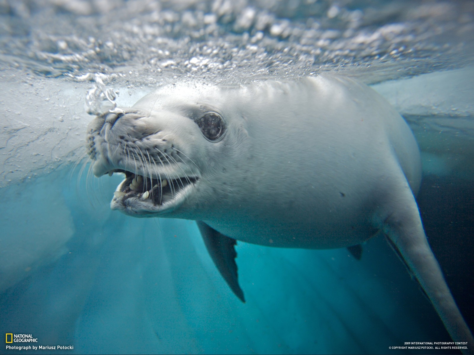 Seals Animals National Geographic 1600x1200
