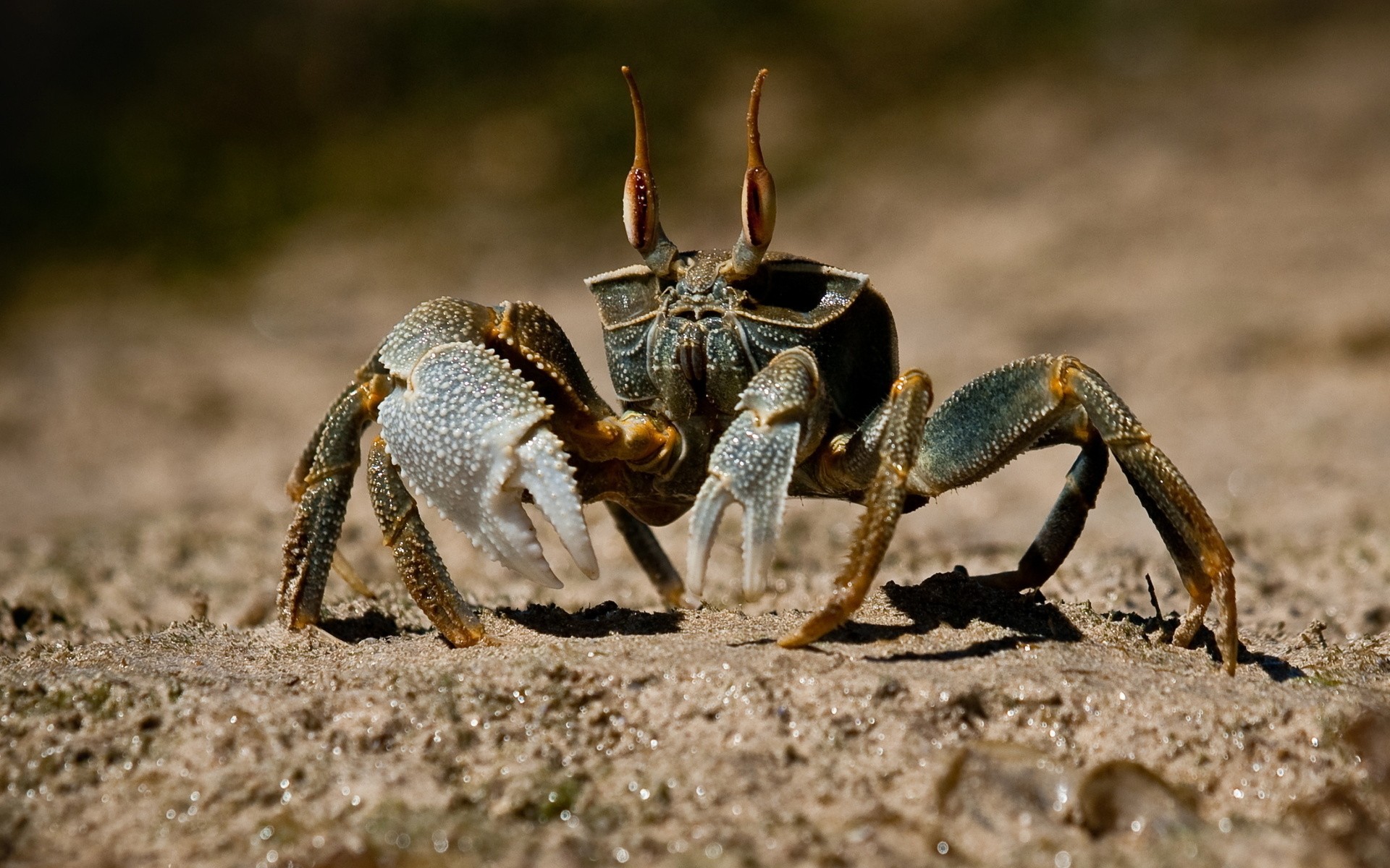 Crabs Animals Nature Ocypode Ghost Crab Crustaceans 1920x1200
