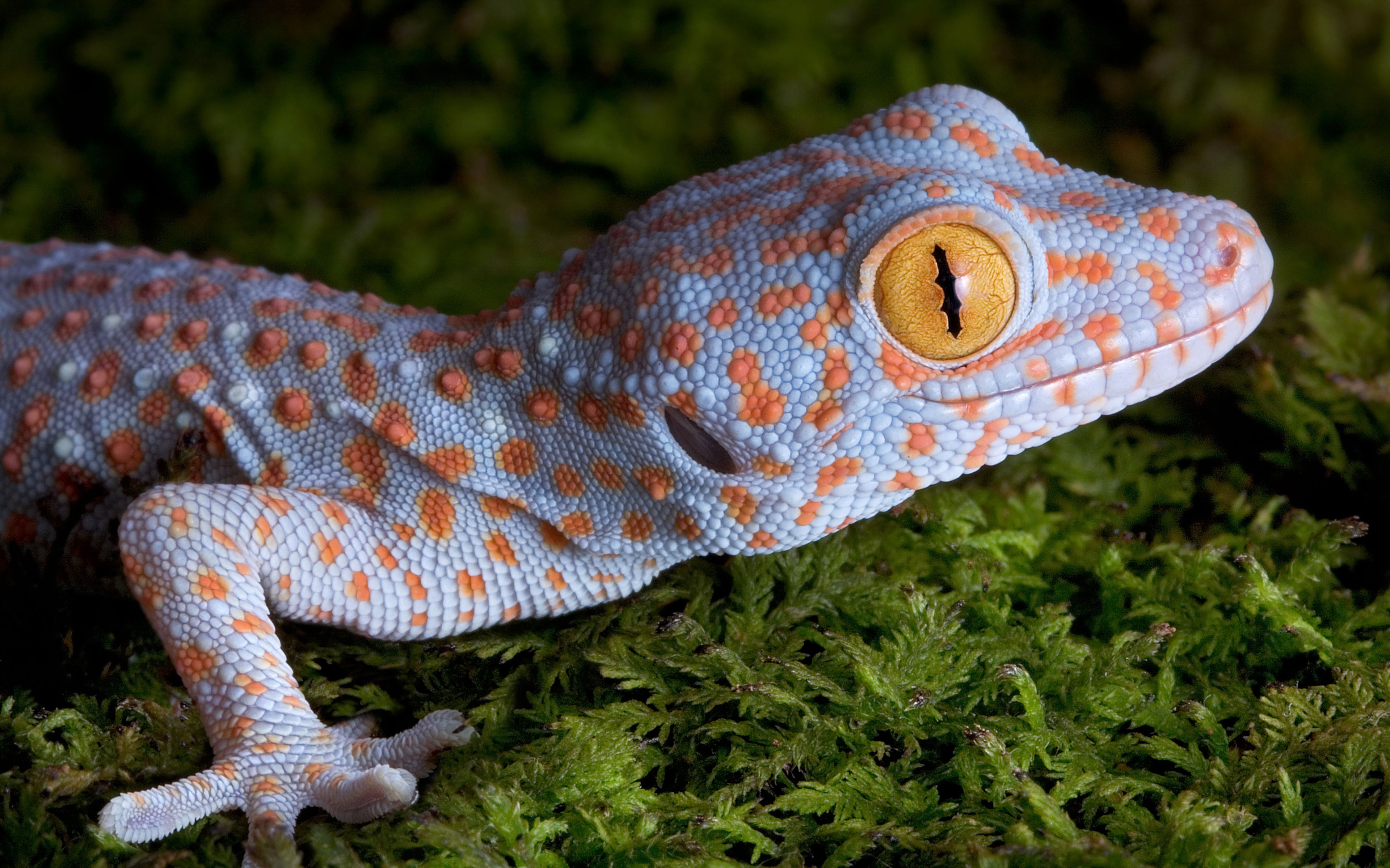 Animals Nature Gecko Yellow Eyes Skin Macro Reptiles 3840x2400