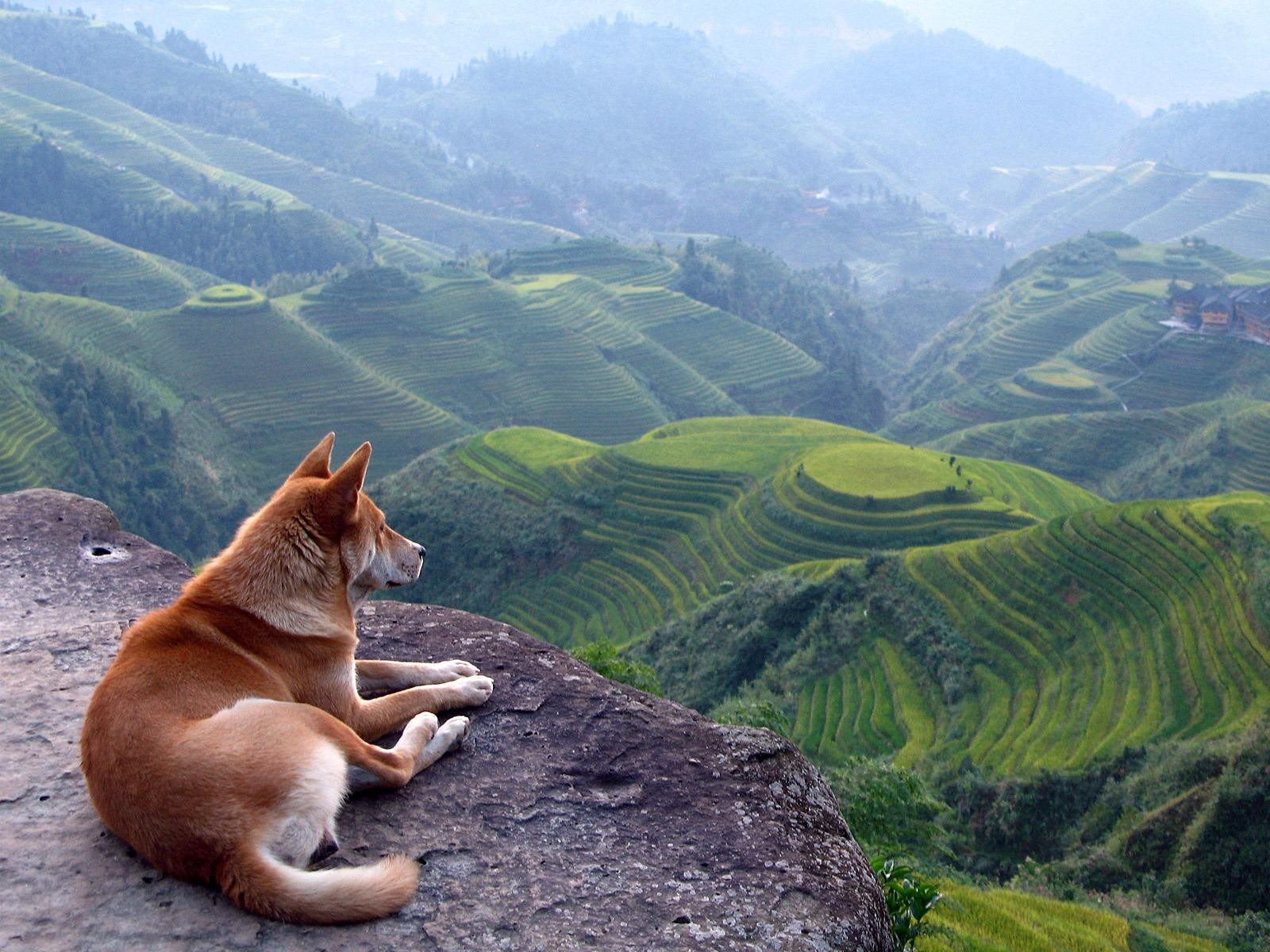 Dog Nature Landscape Terraces Shiba Inu Animals Field 1600x1200