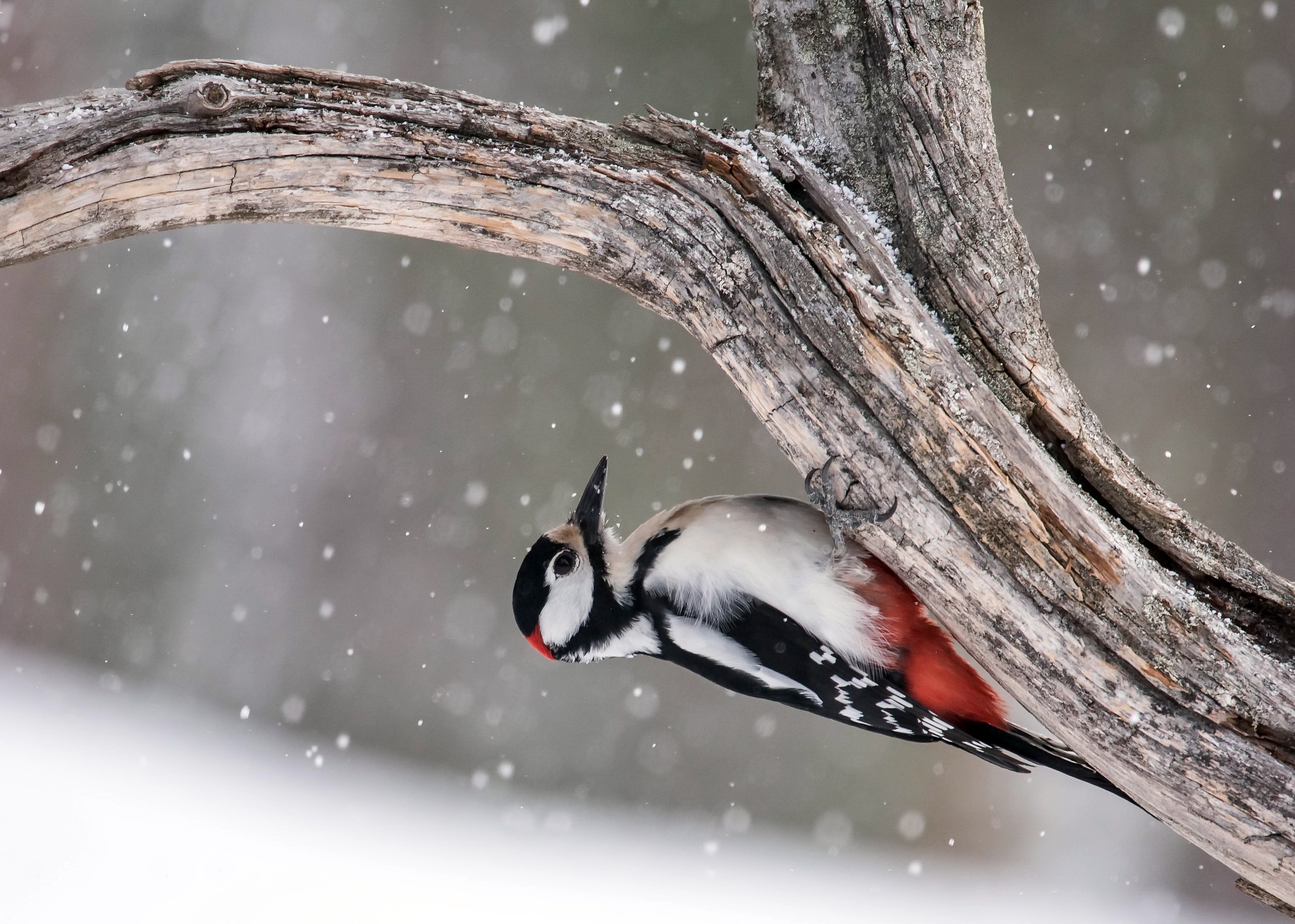 Woodpecker Bird Wildlife Snowfall 2048x1463