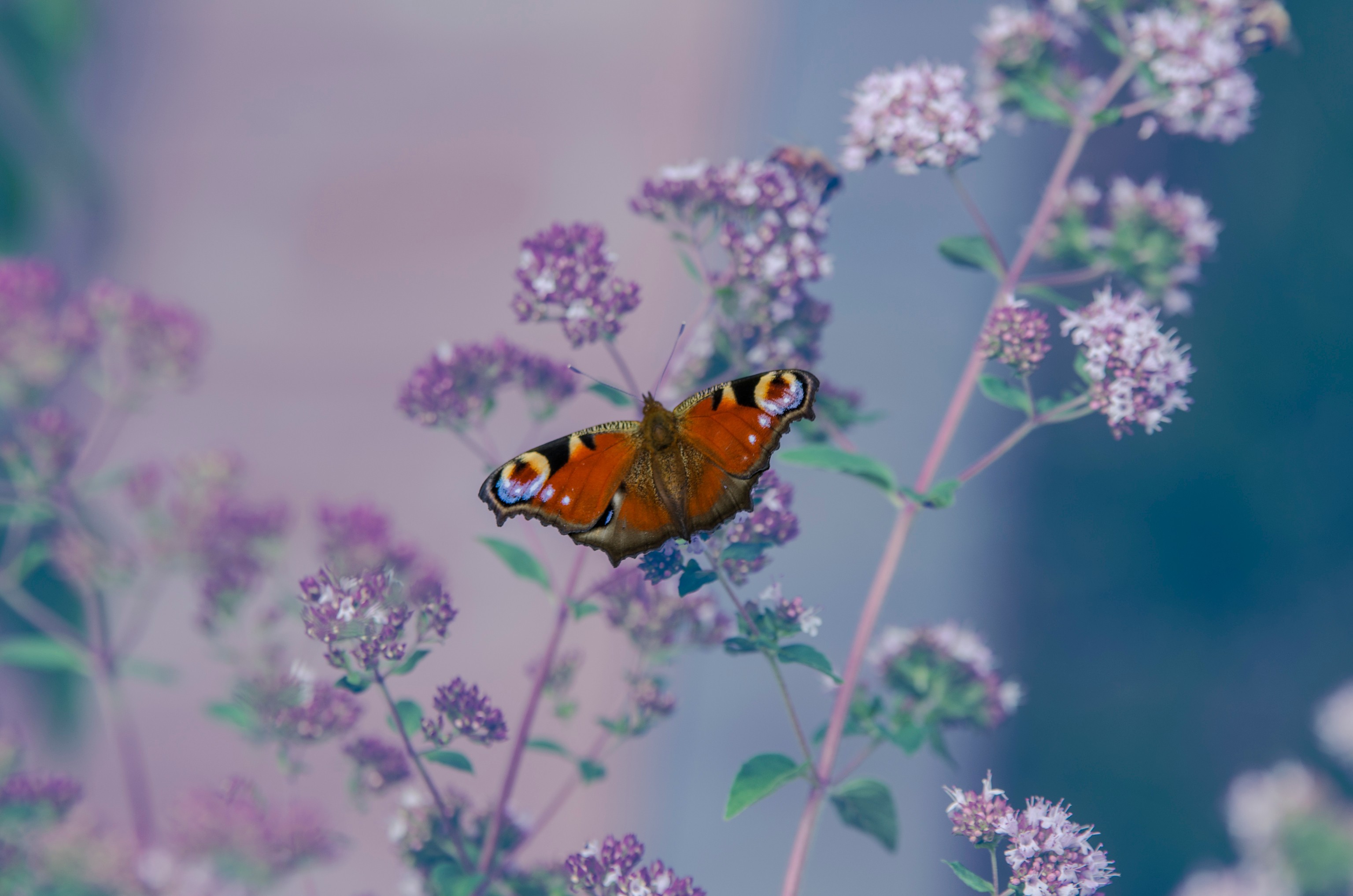 Insect Lepidoptera Animals Flowers 3072x2035