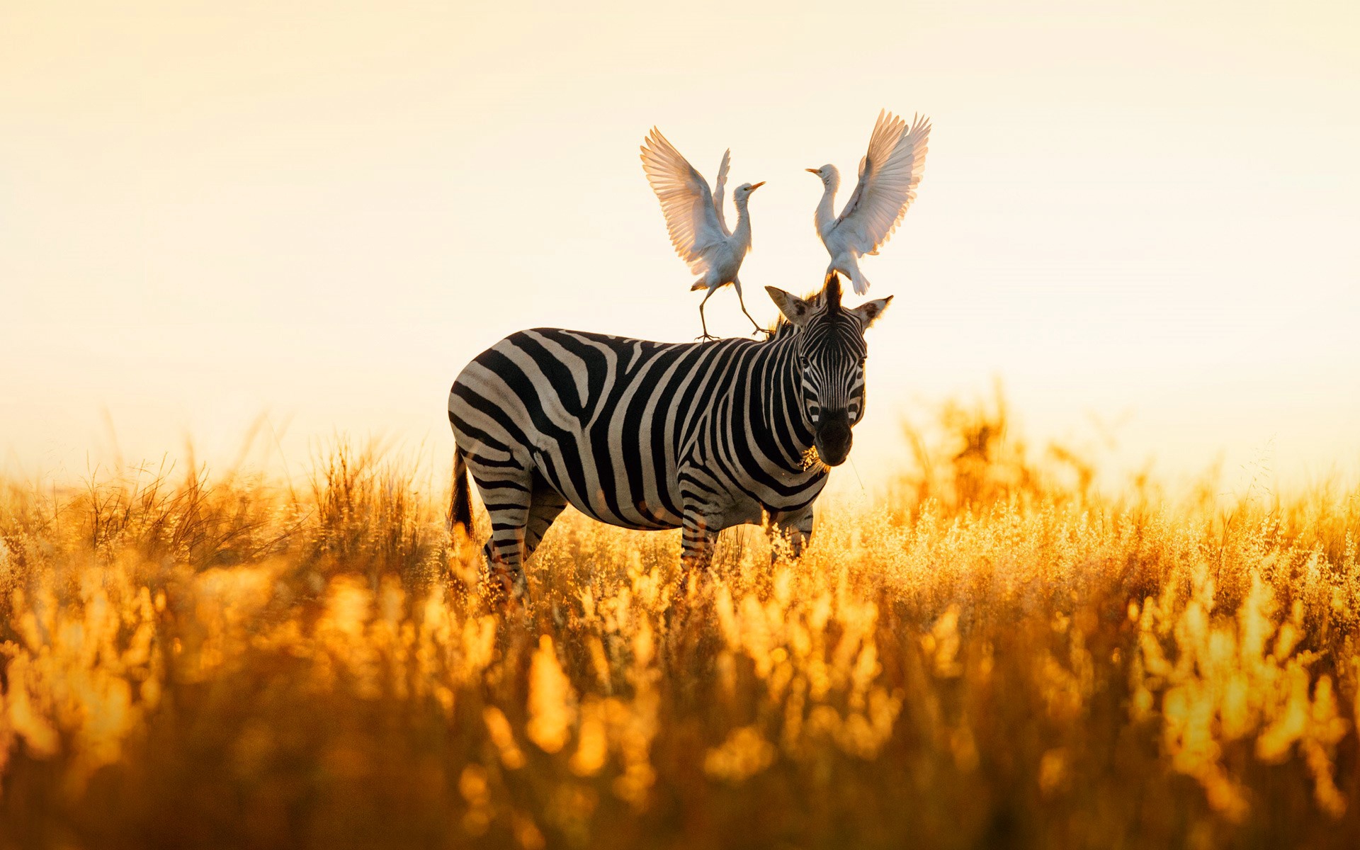 Zebra Wildlife Bird Sunny Egret 1920x1200