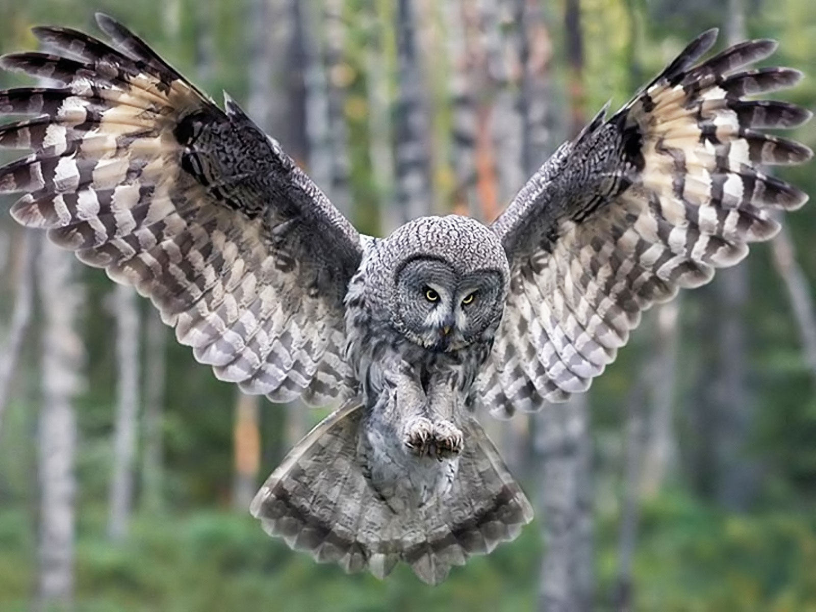 Animal Great Grey Owl 1600x1200