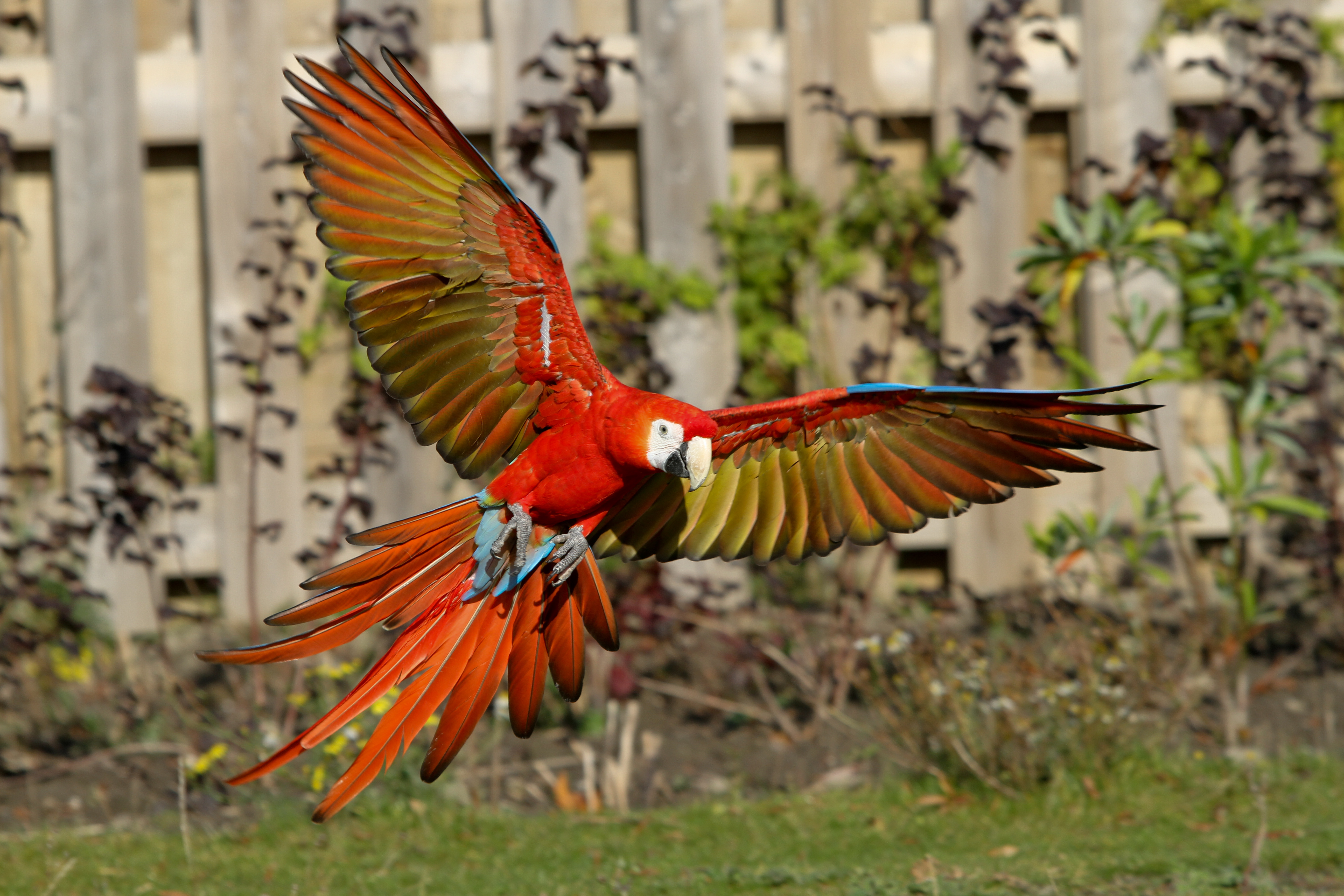 Animal Scarlet Macaw 5184x3456