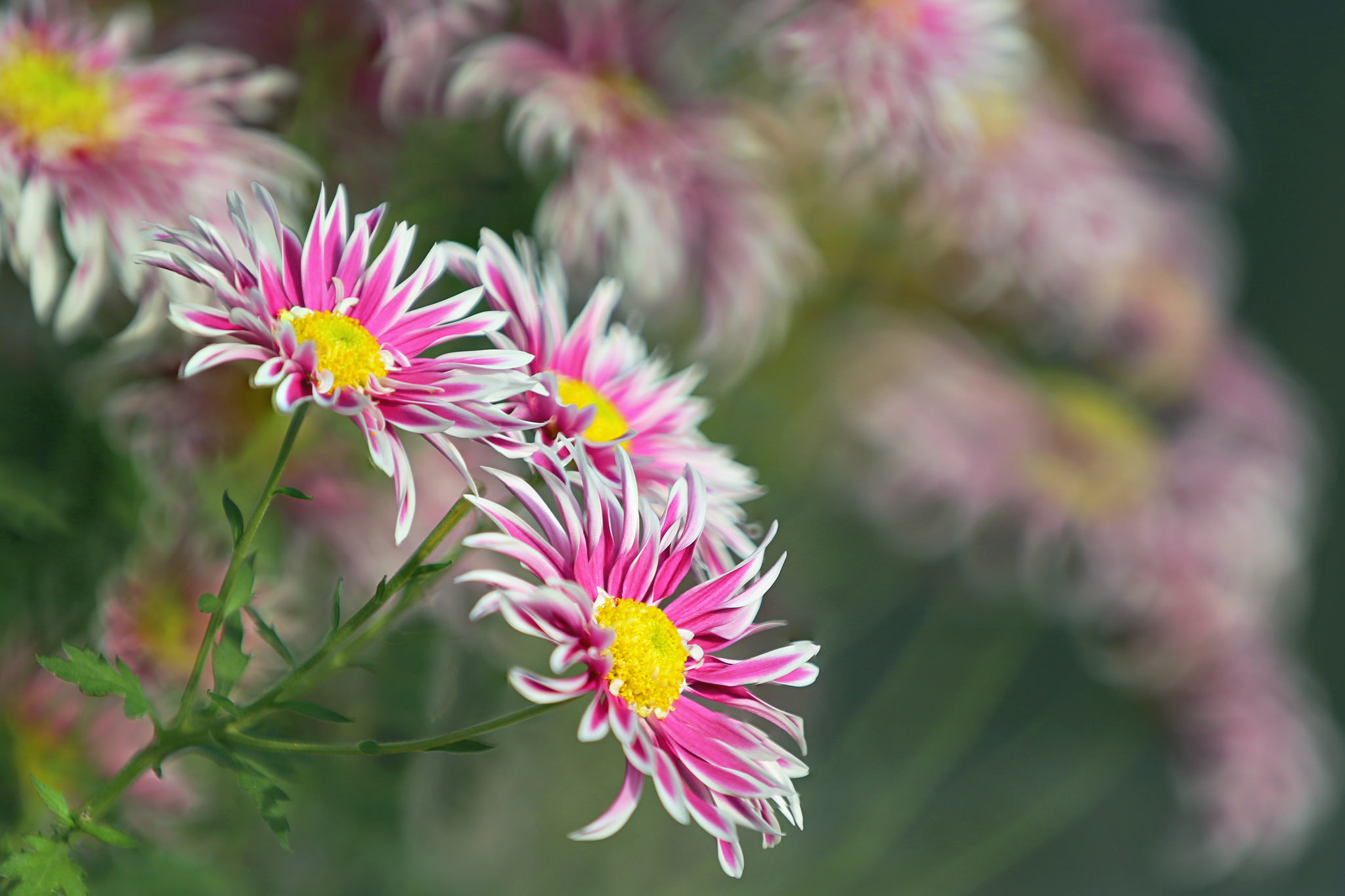 Chrysanthemum Nature Flower Pink Flower Bokeh 2048x1365