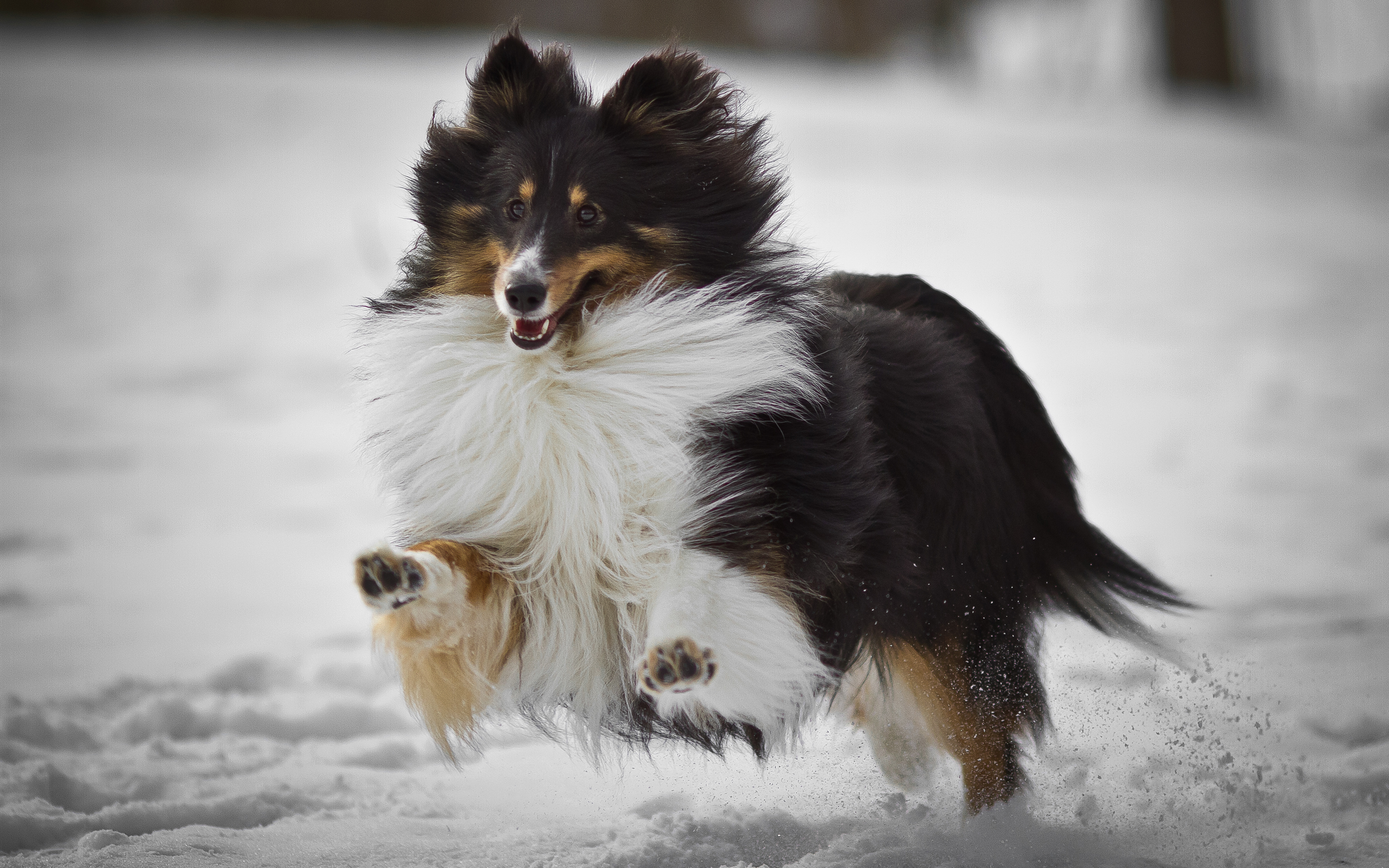 Animal Rough Collie 2560x1600