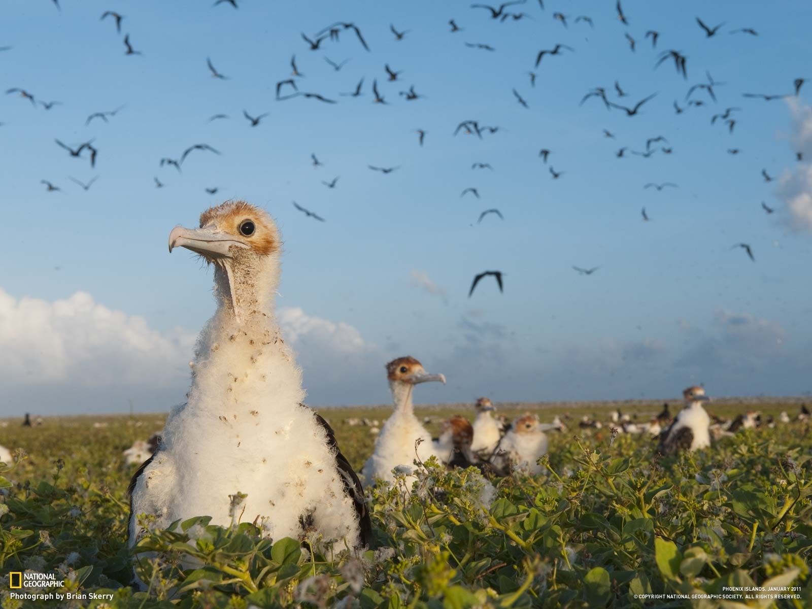 National Geographic Birds Animals 2011 Year 1600x1200