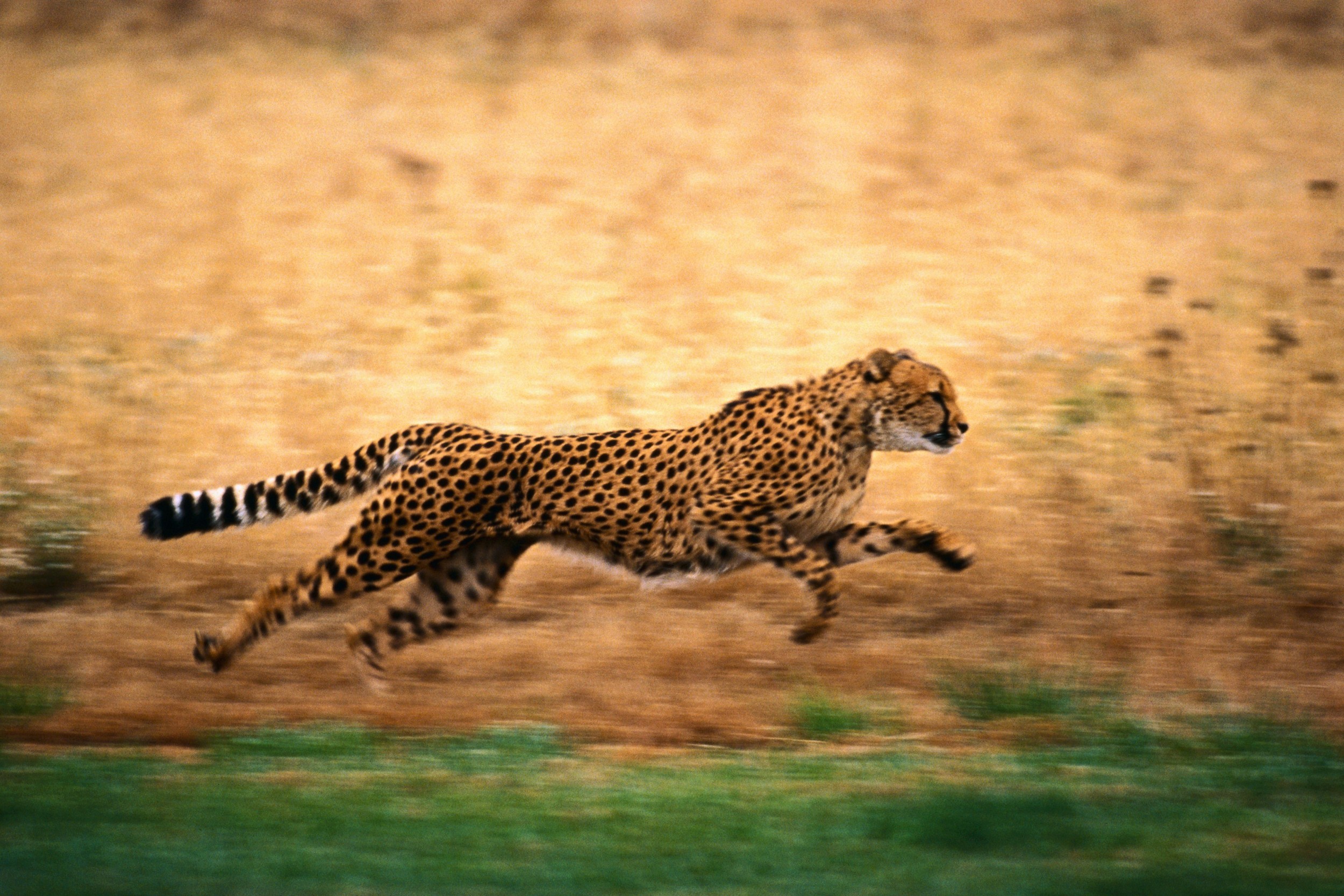 Animals Cheetahs Big Cats Running 2500x1667