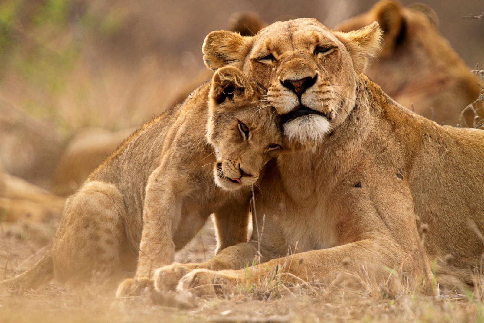 Animal Lion Lioness Cub Love Wildlife Baby Animal Predator Animal 1600x1067