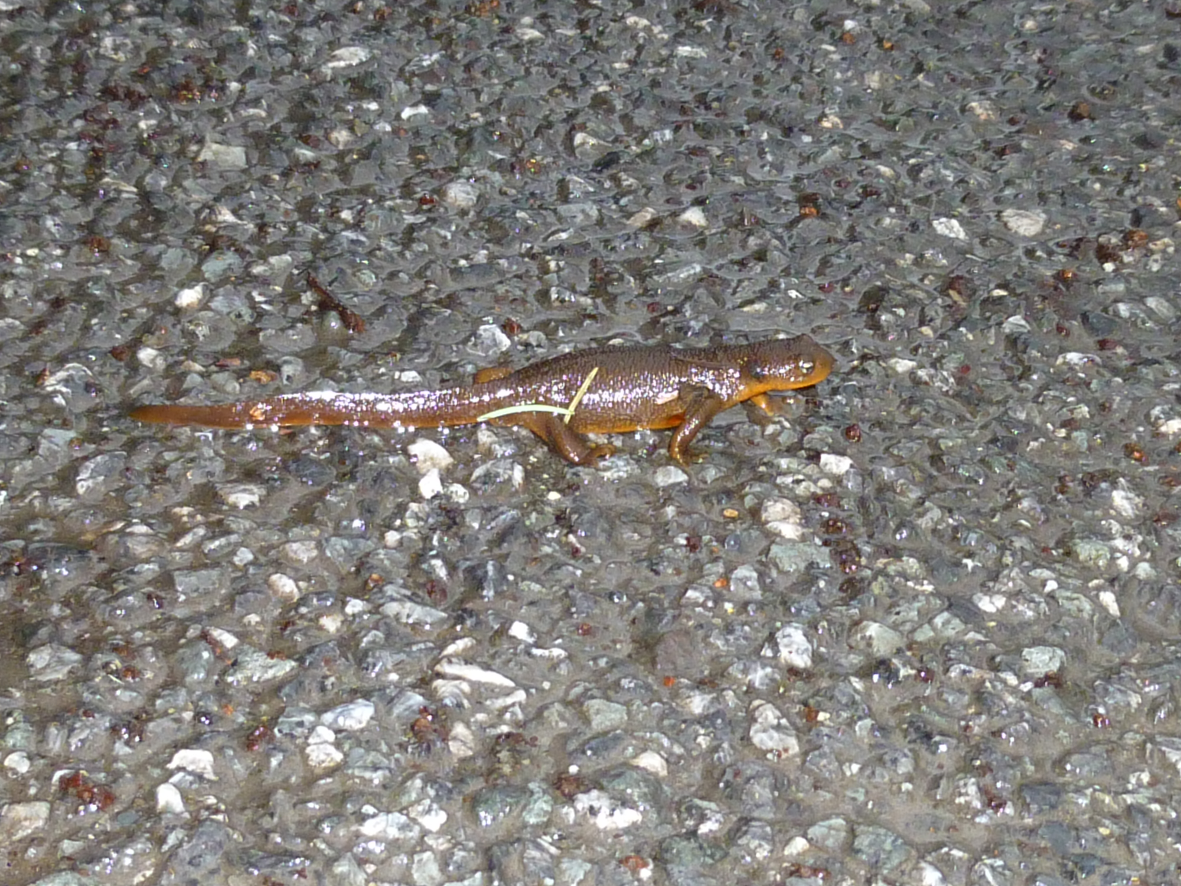 Animal Newt 4000x3000