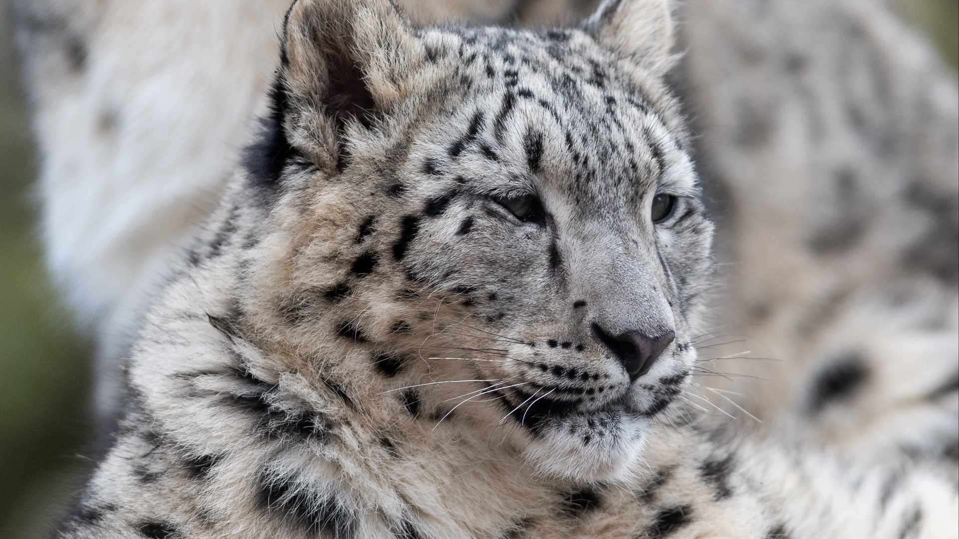 Snow Leopard Snow Leopards Animals Big Cats Leopard Mammals 1920x1080