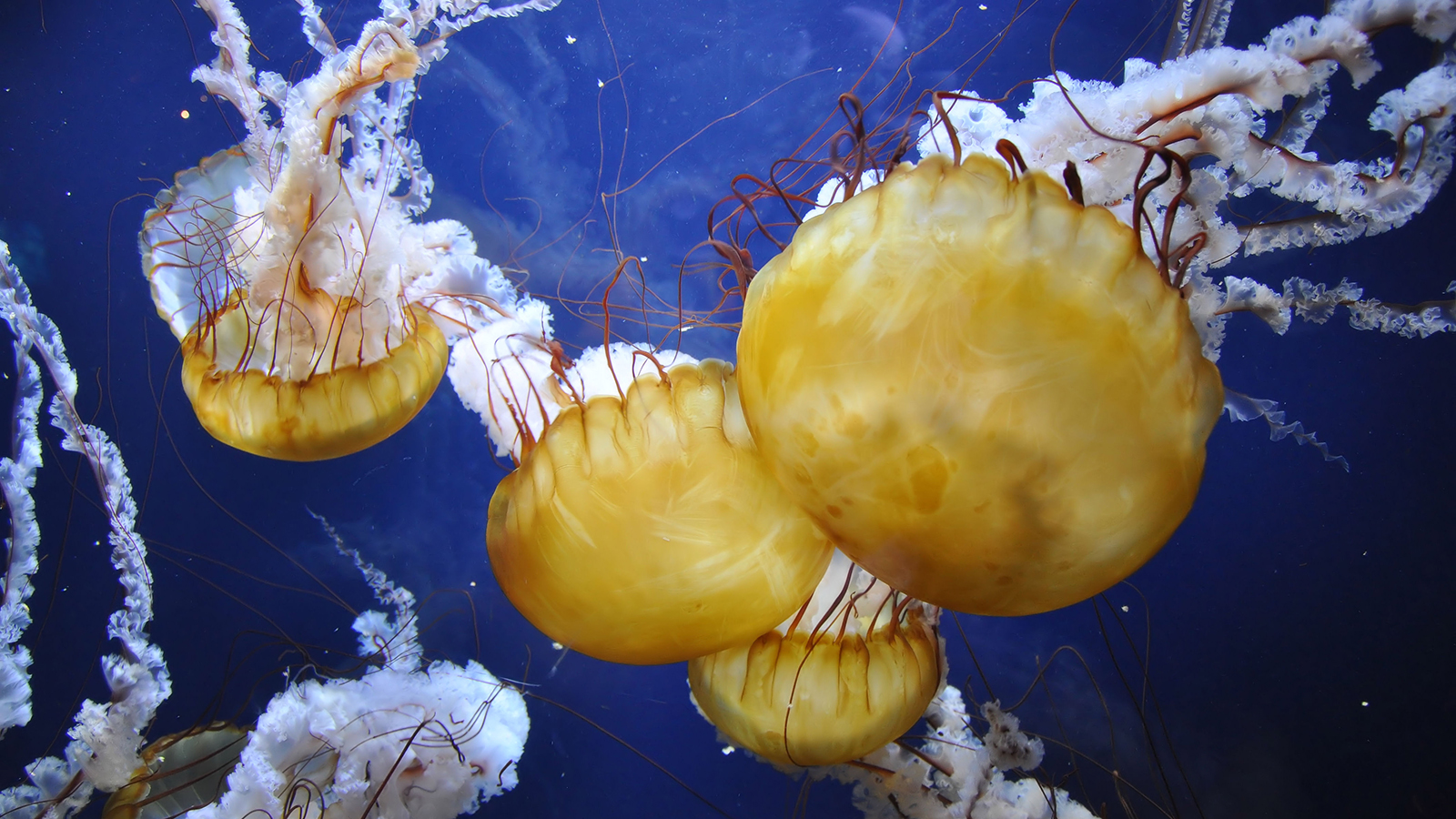 Animal Jellyfish 1600x900