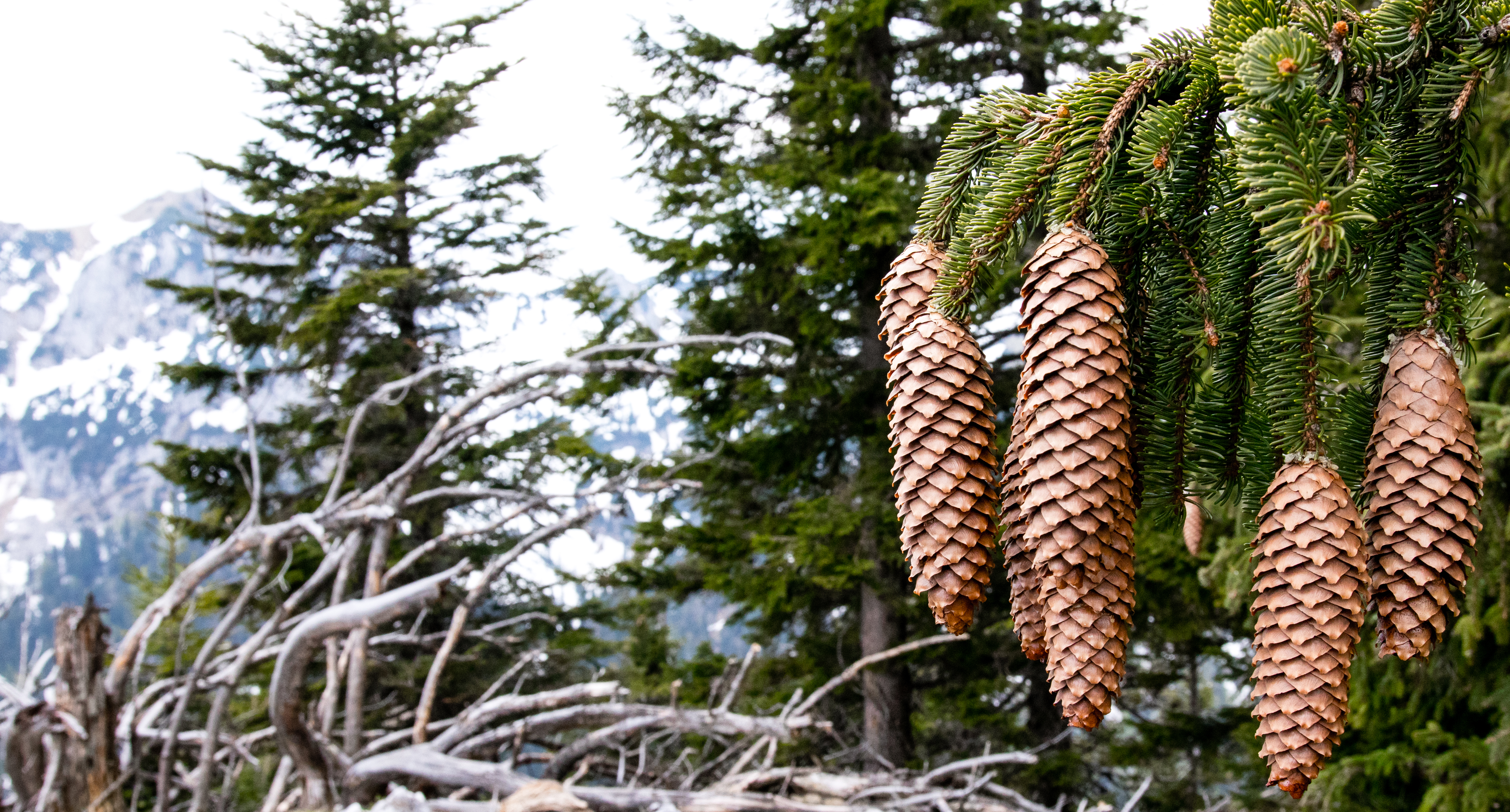 Pinecone Trees Wood Landscape 5374x2891