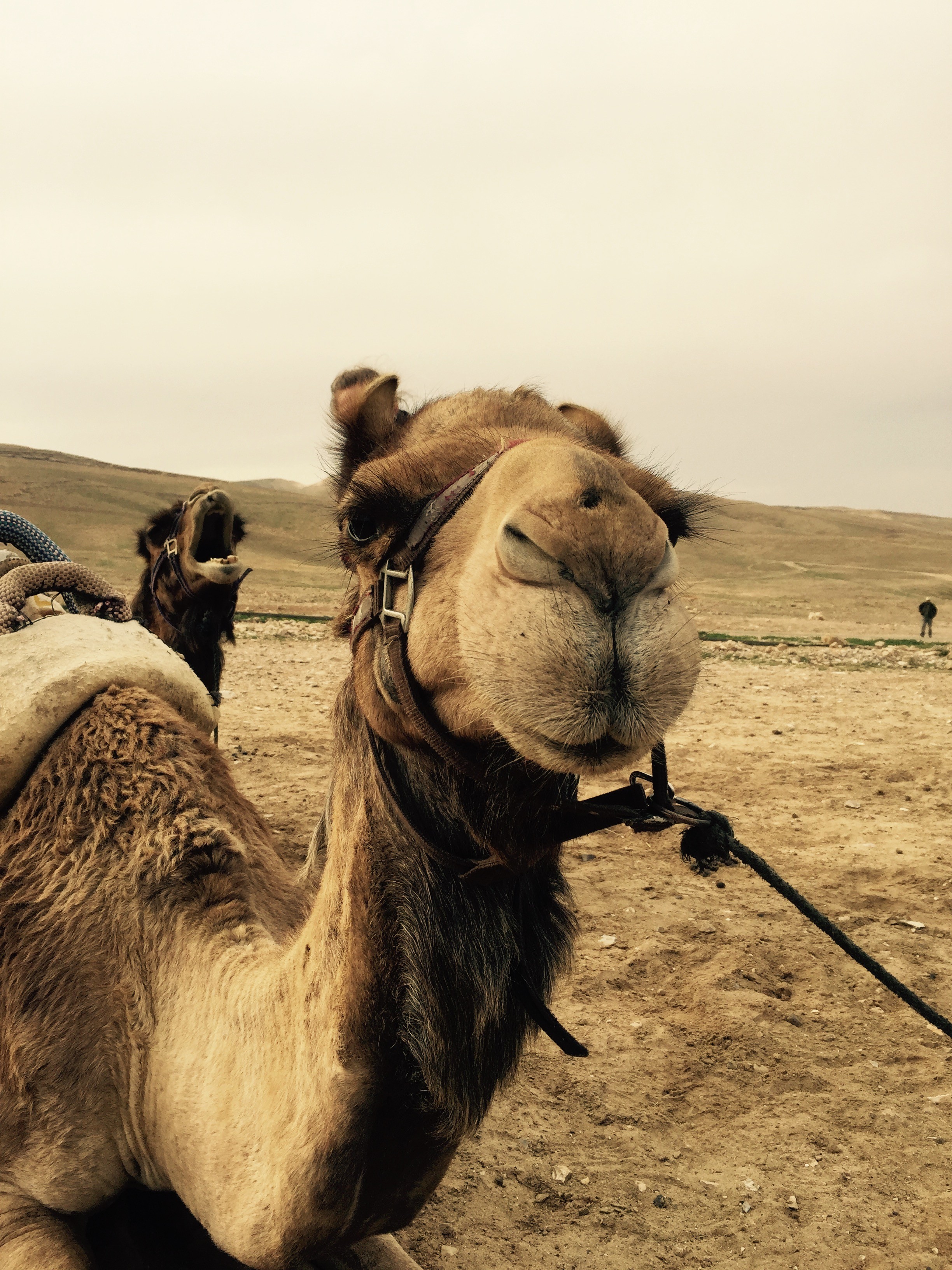 Camels Israel Desert 2448x3264