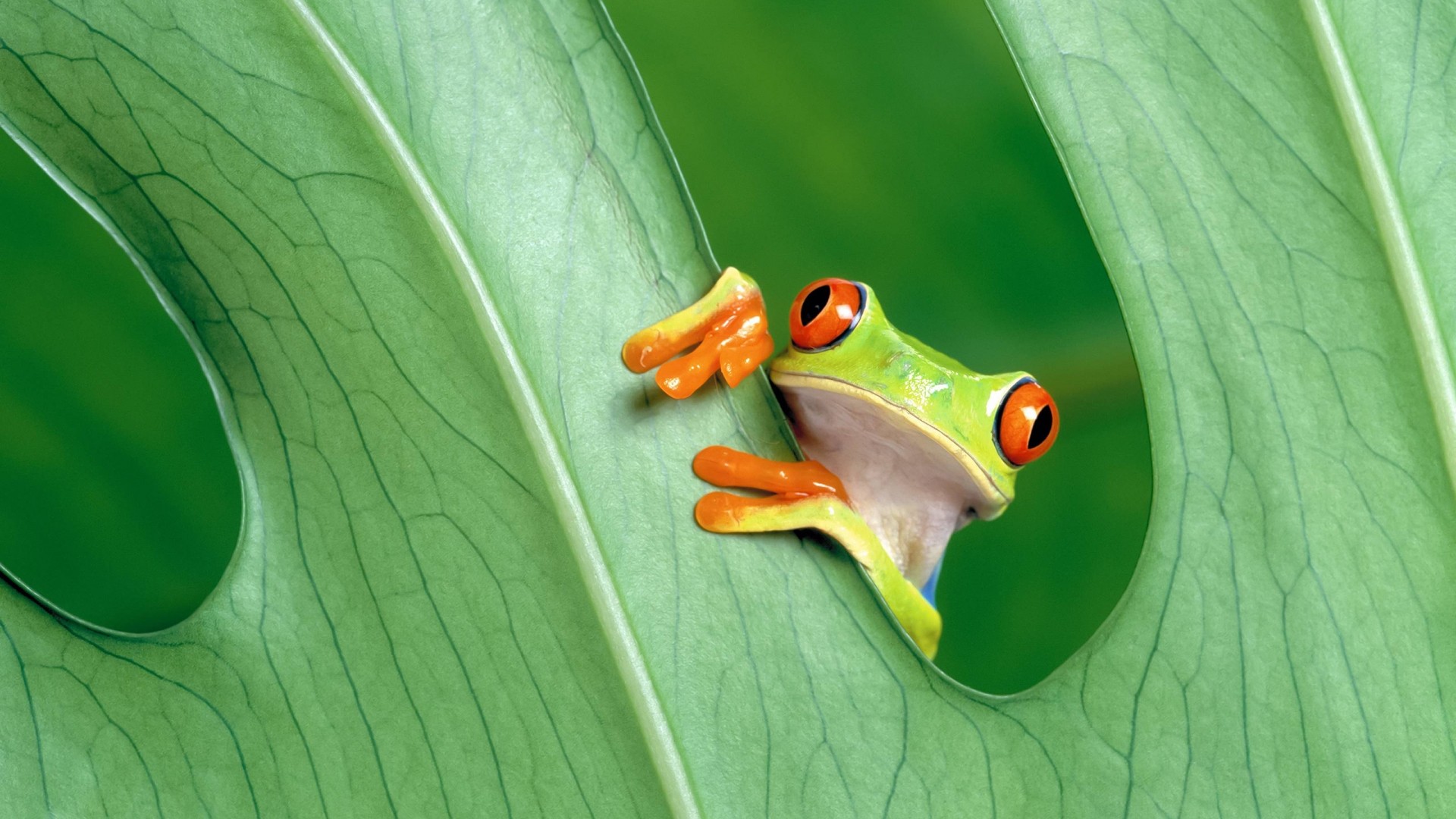 Green Frog Leaves Animals Amphibian Red Eyed Tree Frogs 1920x1080