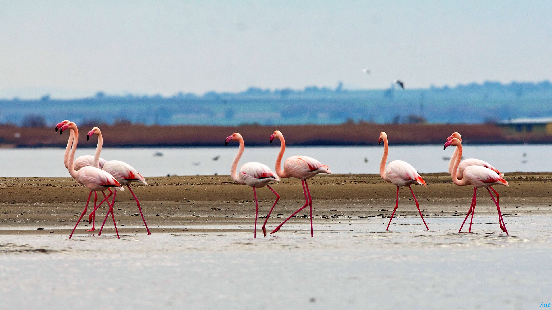 Nature Birds River Flamingos Landscape 1920x1080