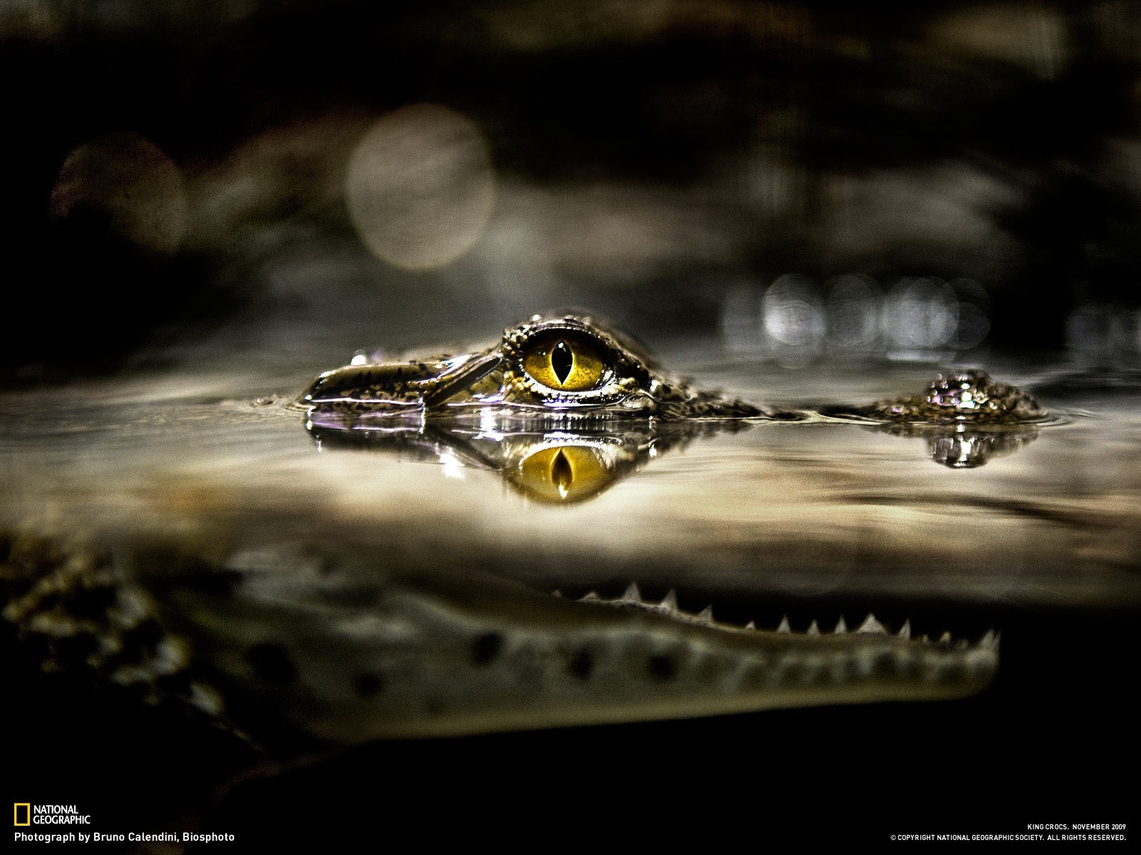 Alligators Water Eyes Yellow Eyes National Geographic Fangs Split View 1600x1200