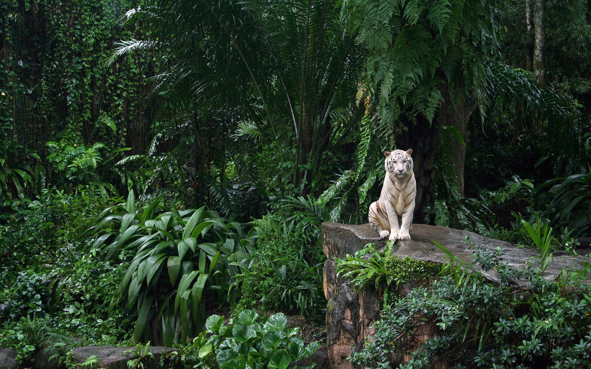 White Tigers Tiger Big Cats Nature Animals Forest Trees Green 1920x1200