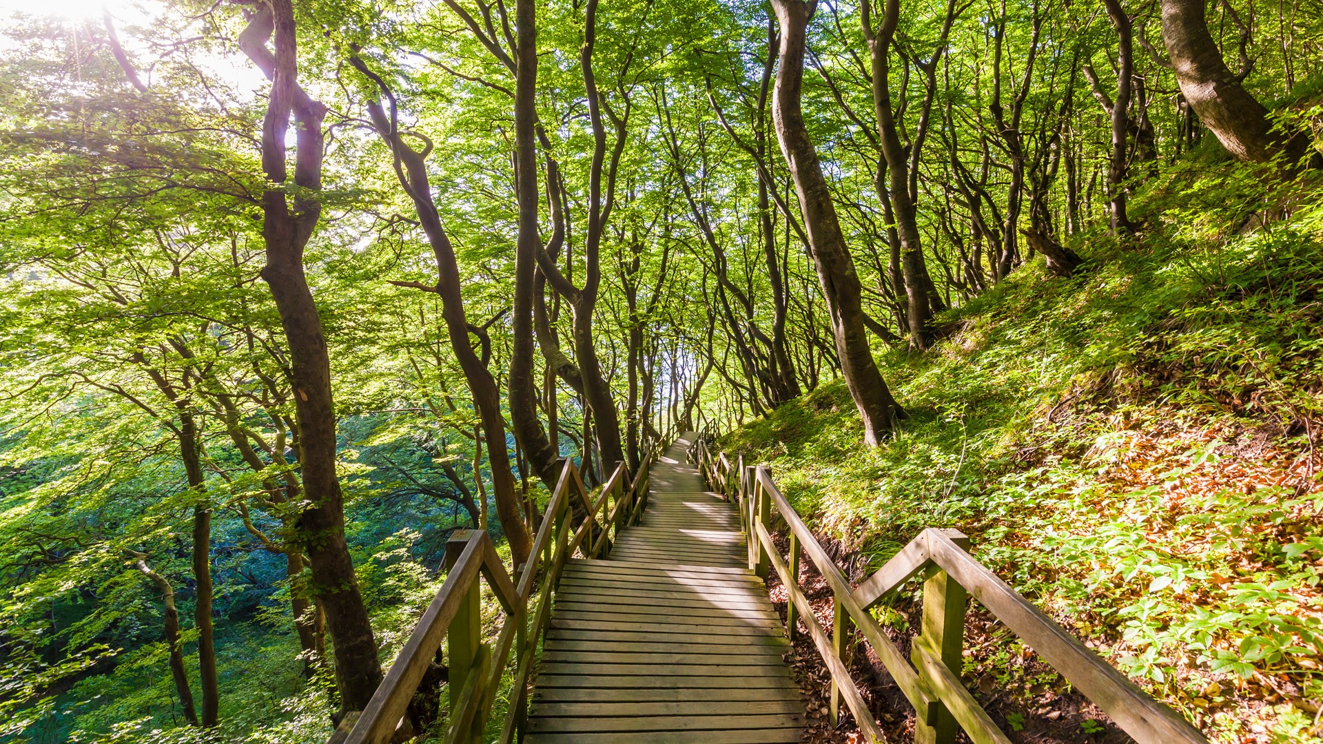 Nature Landscape Trees Forest Plants Leaves Sun Rays Tropical Wooden Walkway Walkway Denmark 1920x1080