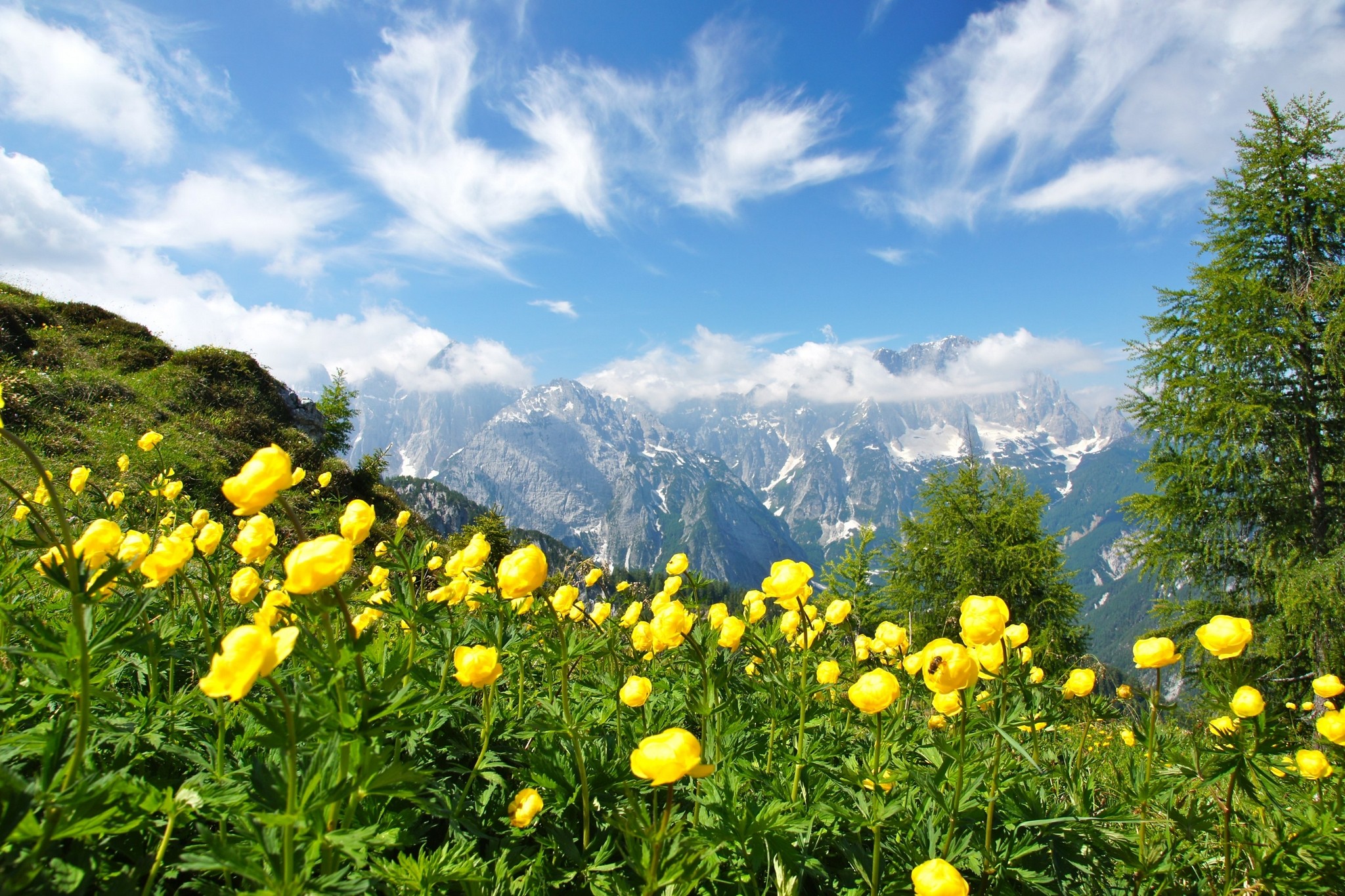 Photography Nature Landscape Summer Wildflowers Mountains Clouds Green Yellow Trees Alps Italy 2048x1366