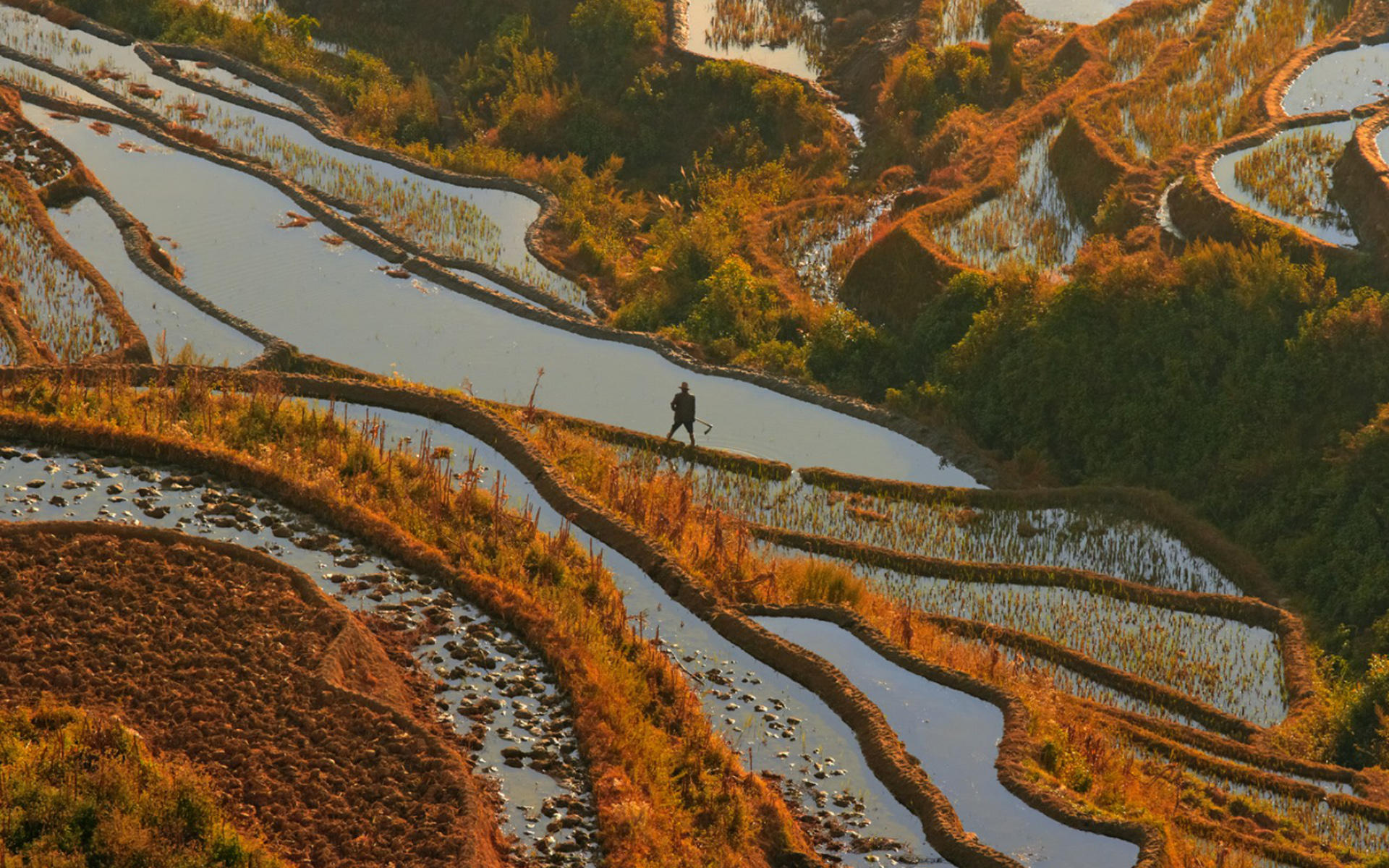 Man Made Rice Terrace 1920x1200