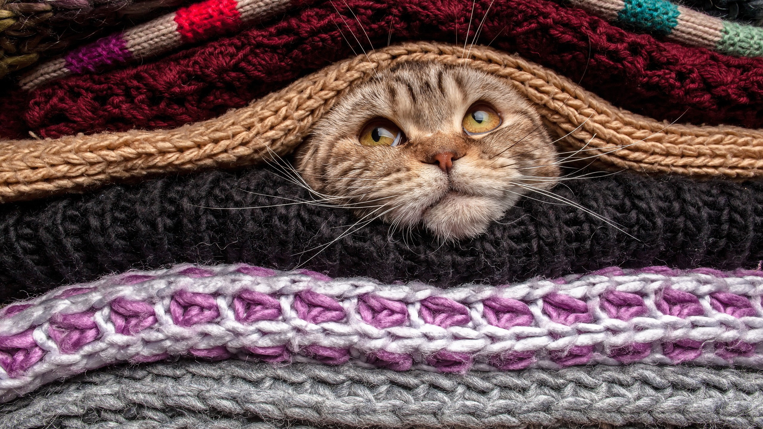 Animals Cats Pet Head Sweater Wool 2560x1440