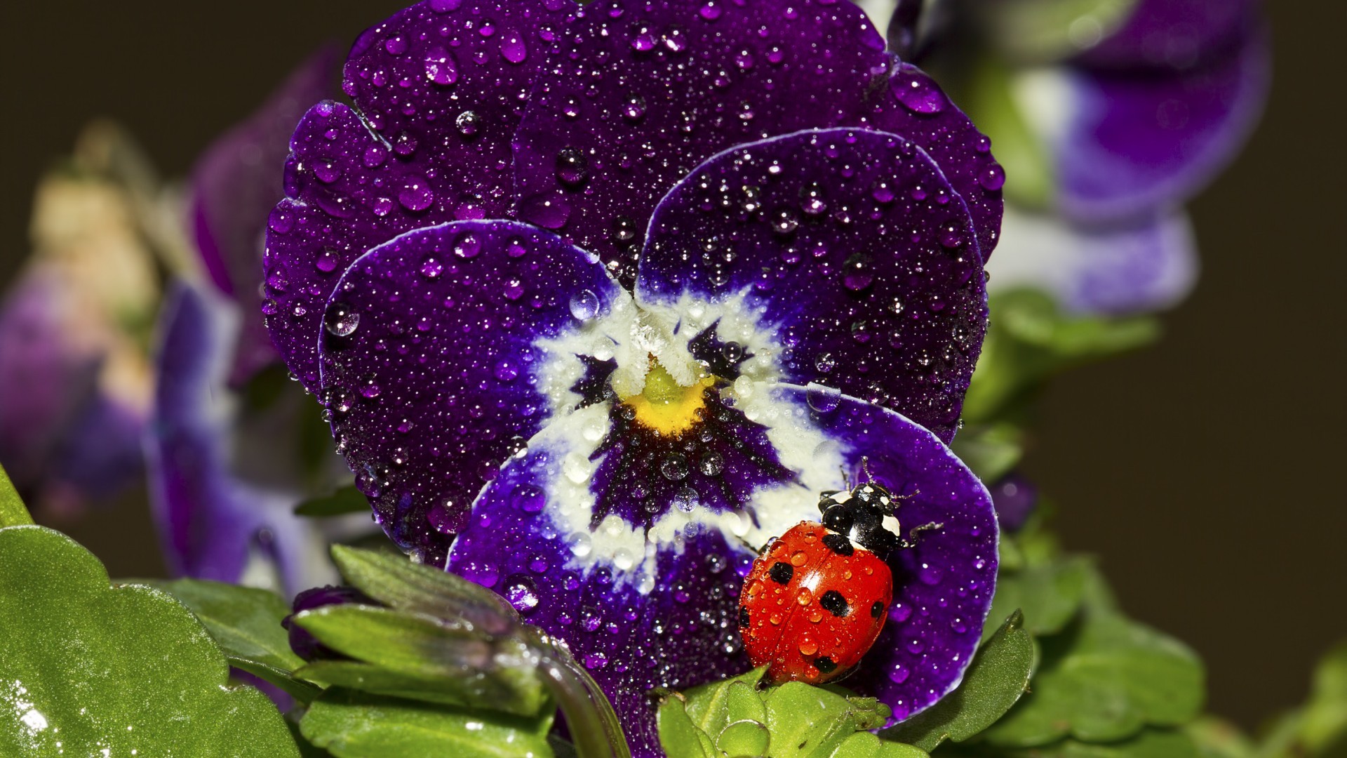 Nature Ladybugs Insect Macro Flowers Water Drops Purple Flowers Pansies 1920x1080